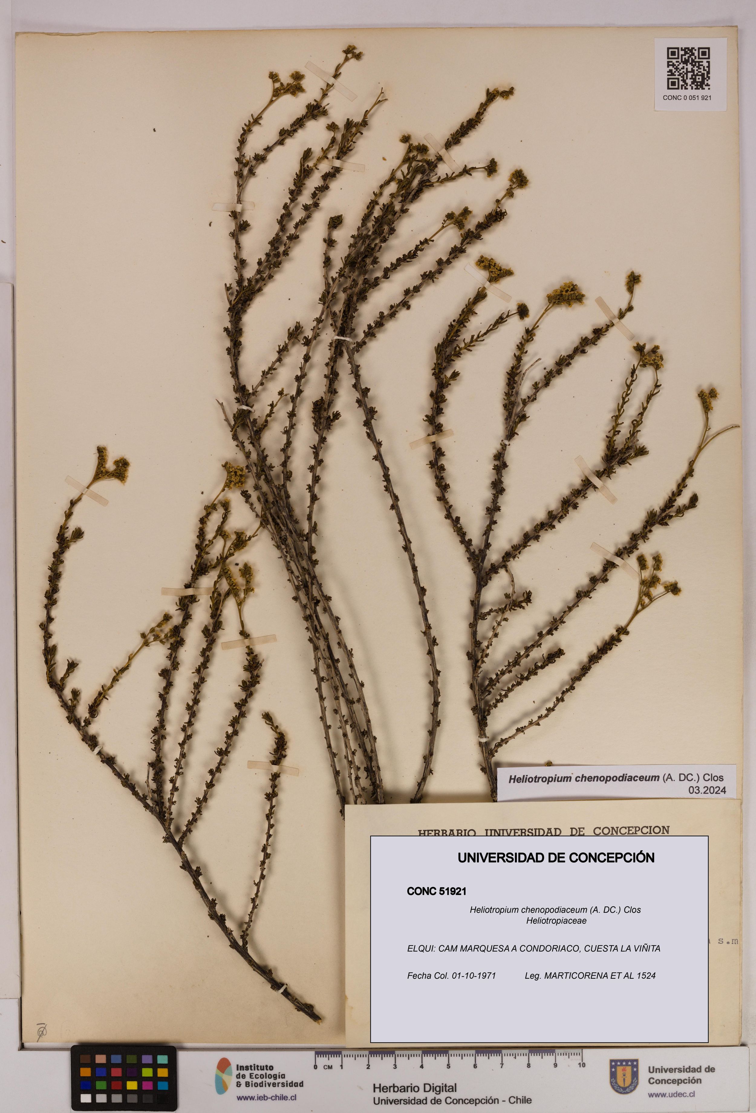 Heliotropium chenopodiaceum [Espécimen: ]