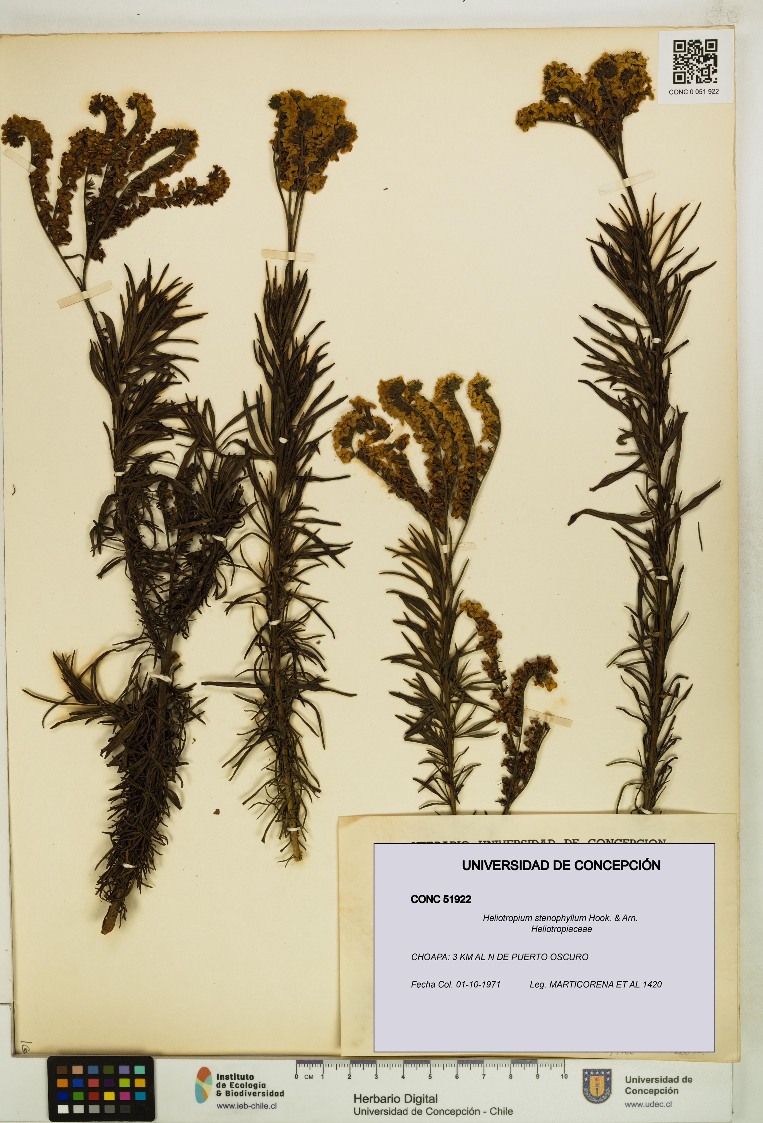 Heliotropium stenophyllum [Espécimen: ]