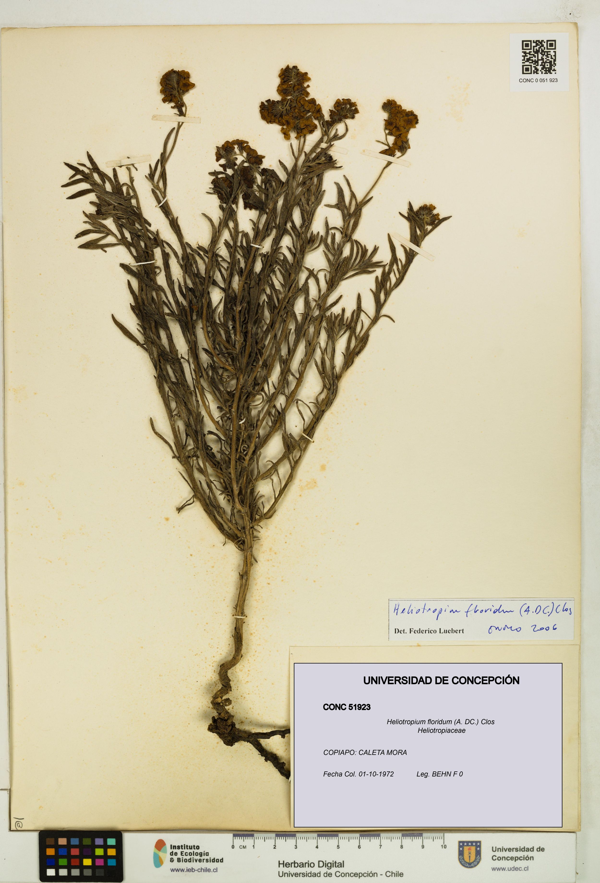Heliotropium floridum [Espécimen: ]