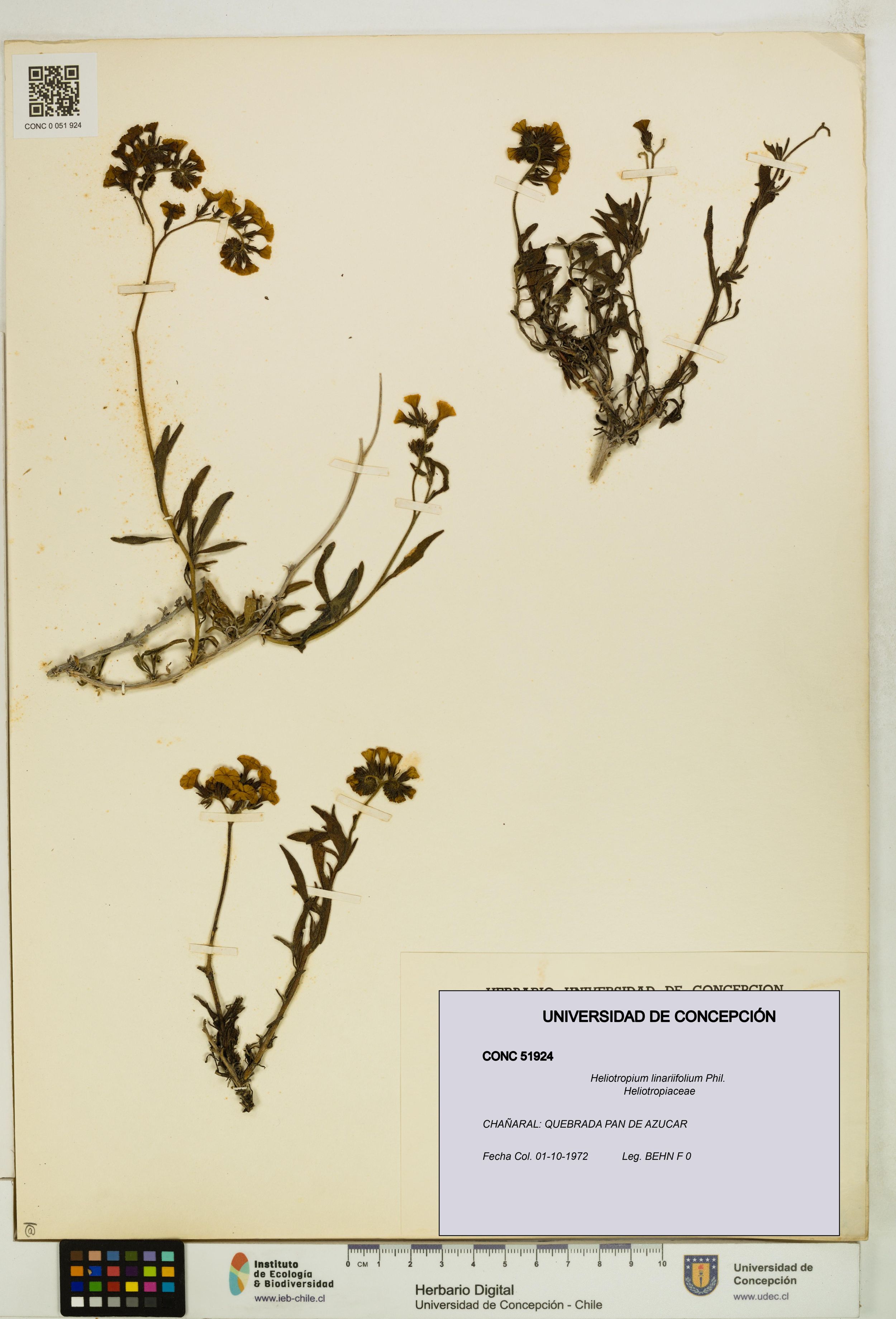 Heliotropium linariifolium [Espécimen: ]