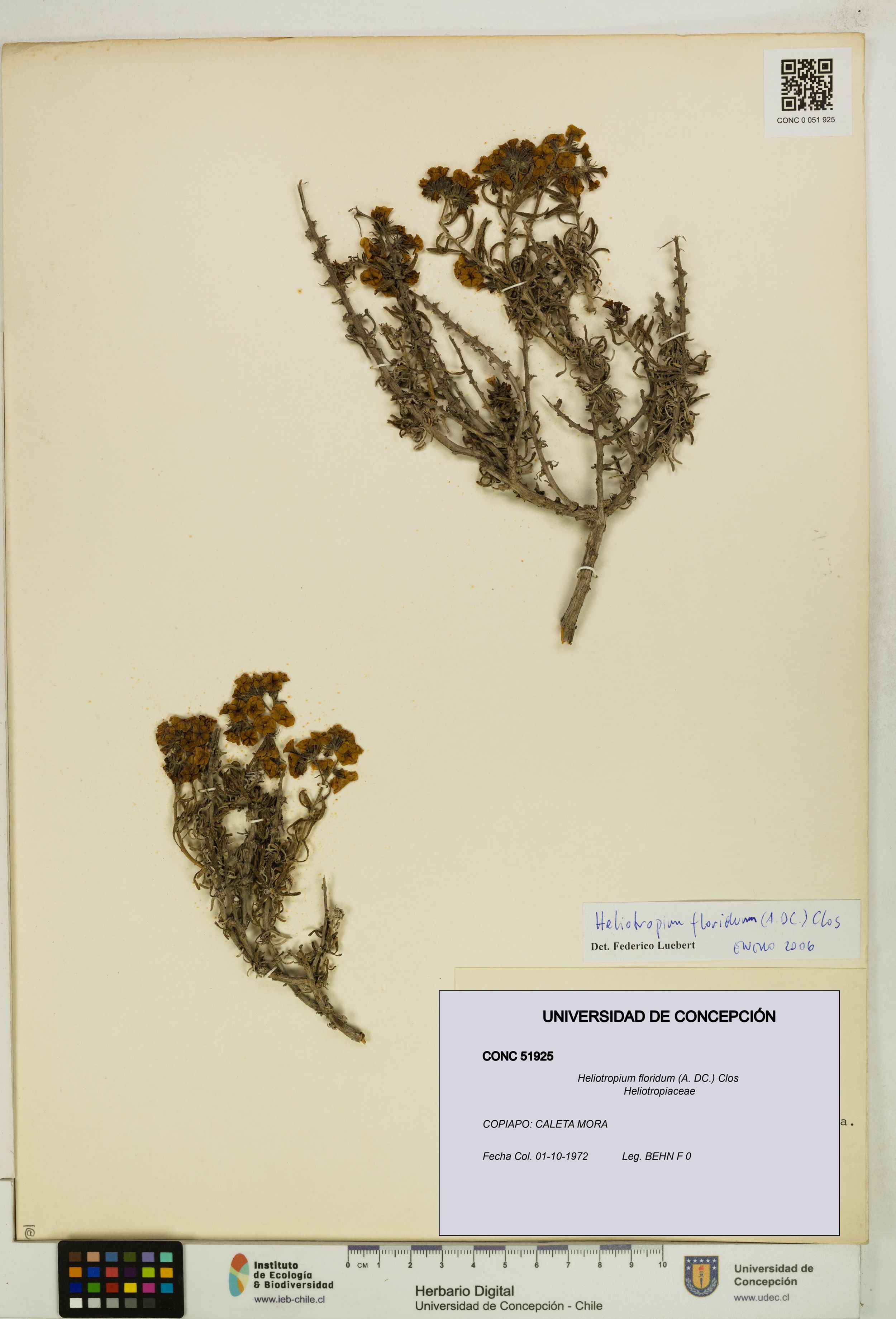 Heliotropium floridum [Espécimen: ]