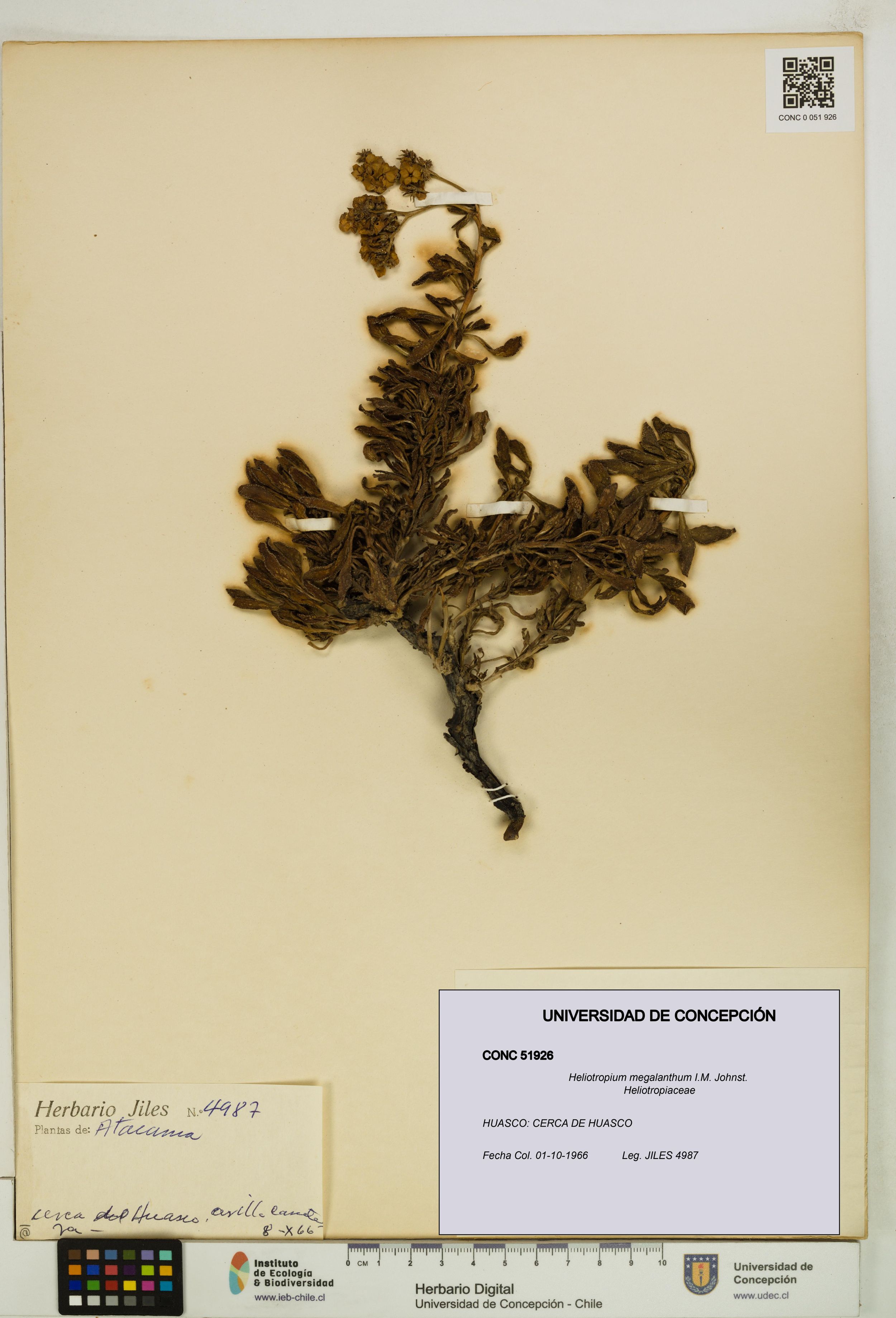 Heliotropium megalanthum [Espécimen: ]