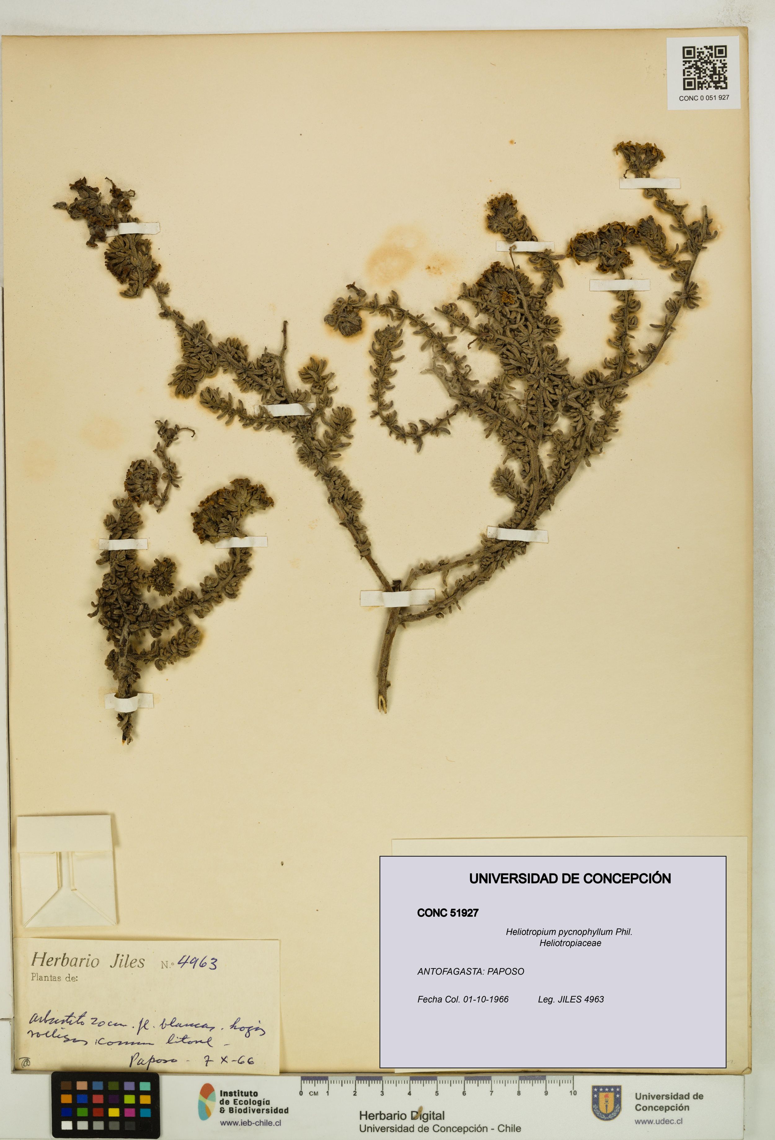Heliotropium pycnophyllum [Espécimen: ]