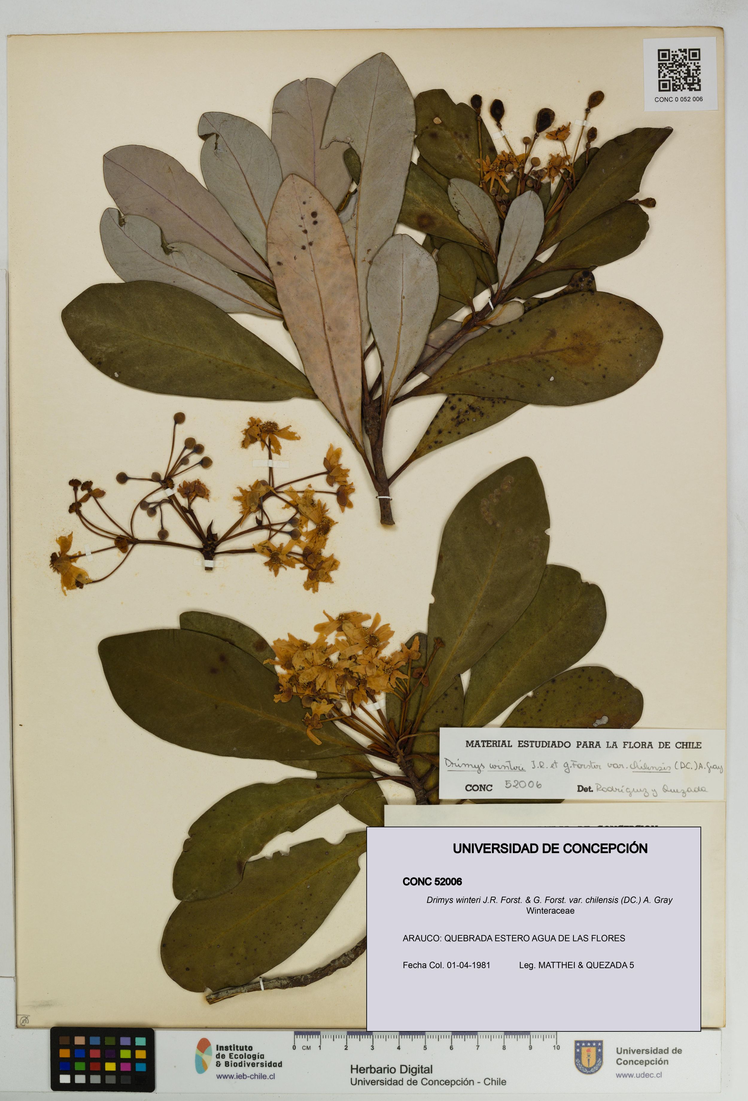 Drimys winteri var. chilensis [Espécimen: ]