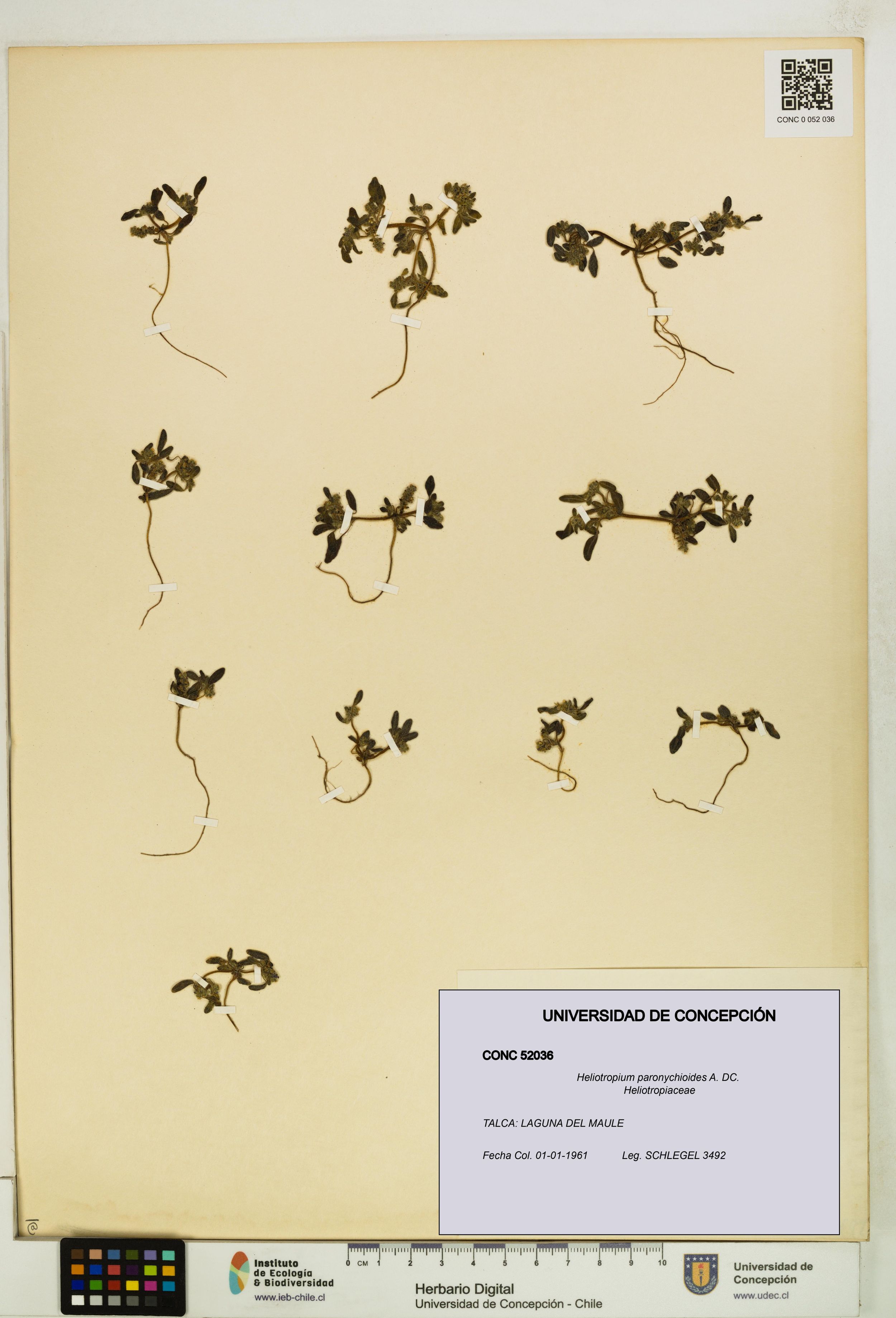 Heliotropium paronychioides [Espécimen: ]