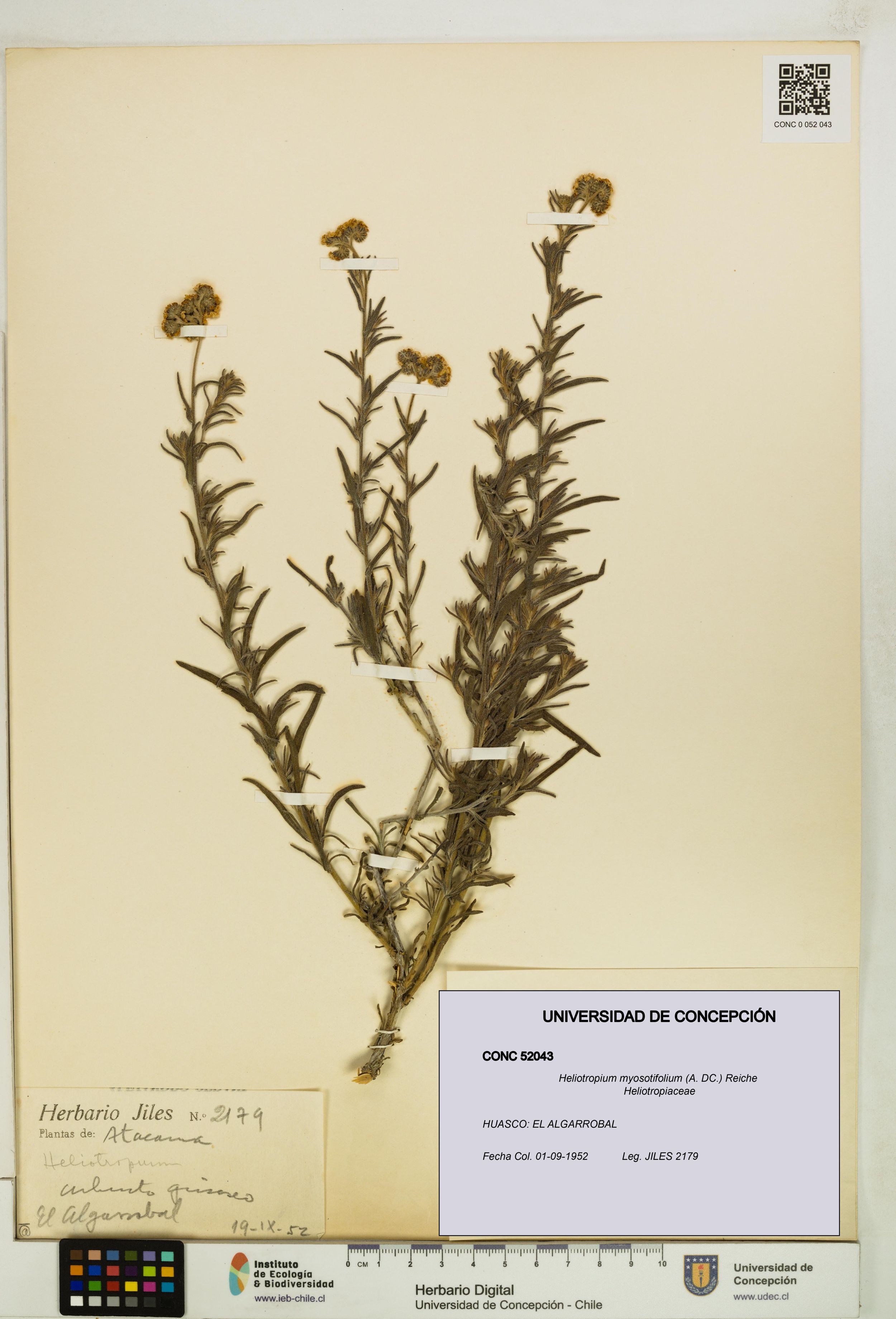 Heliotropium myosotifolium [Espécimen: ]