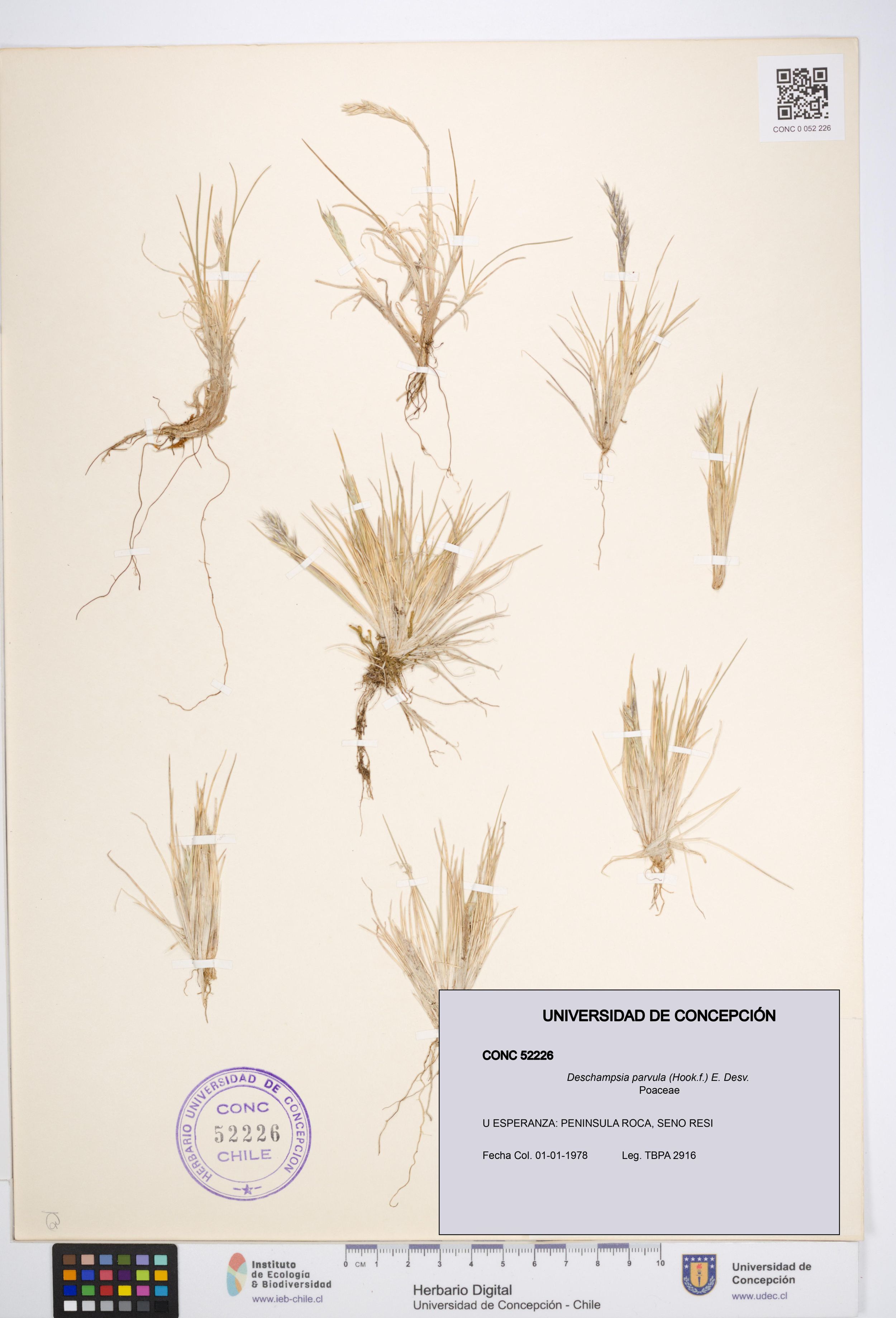 Deschampsia parvula [Espécimen: ]