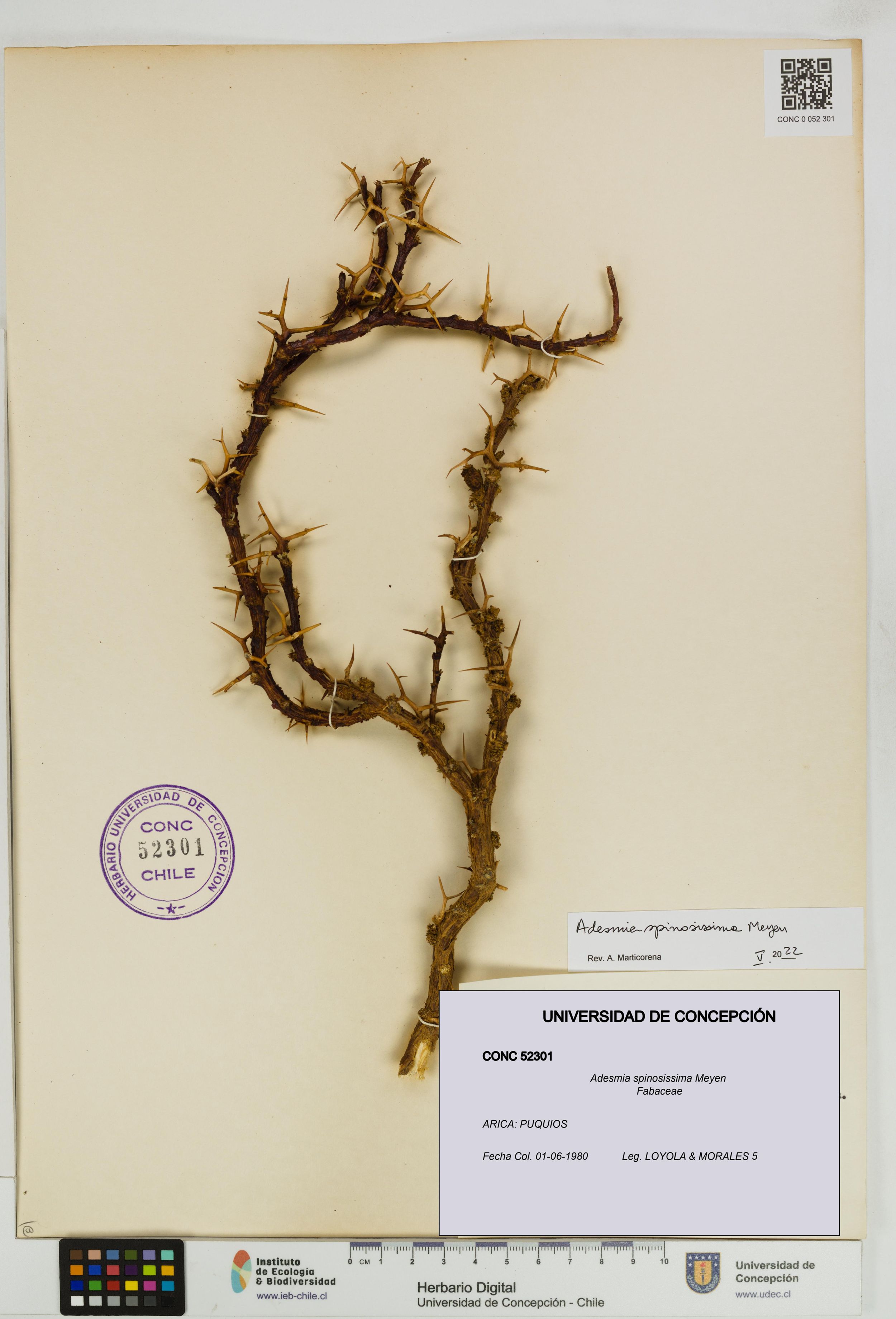 Adesmia spinosissima [Espécimen: ]