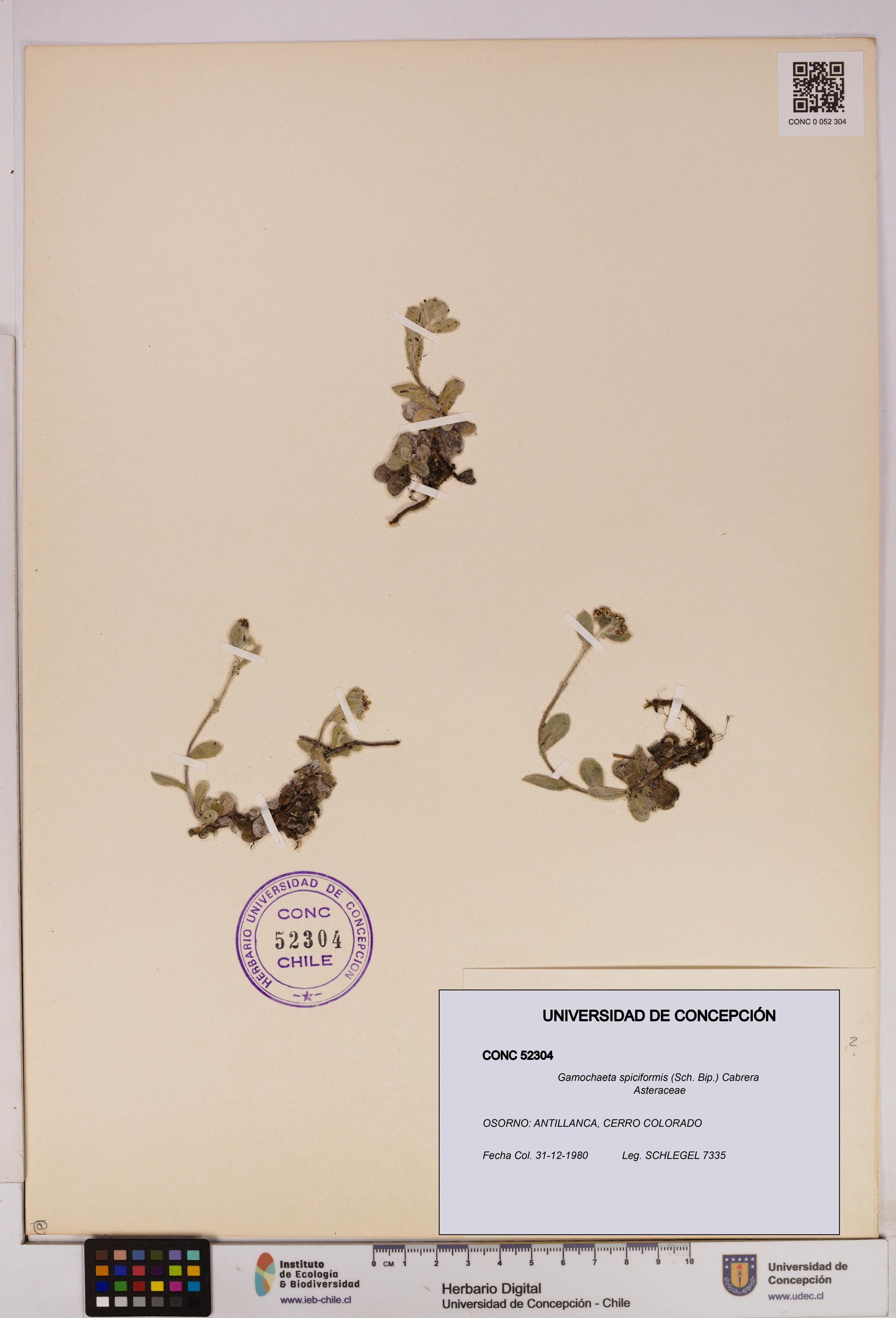 Gamochaeta spiciformis [Espécimen: ]