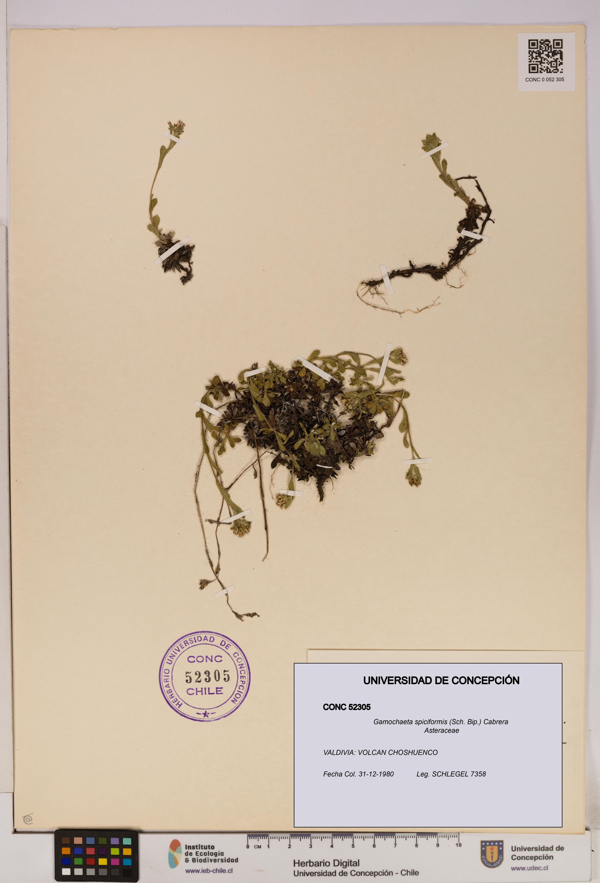 Gamochaeta spiciformis [Espécimen: ]