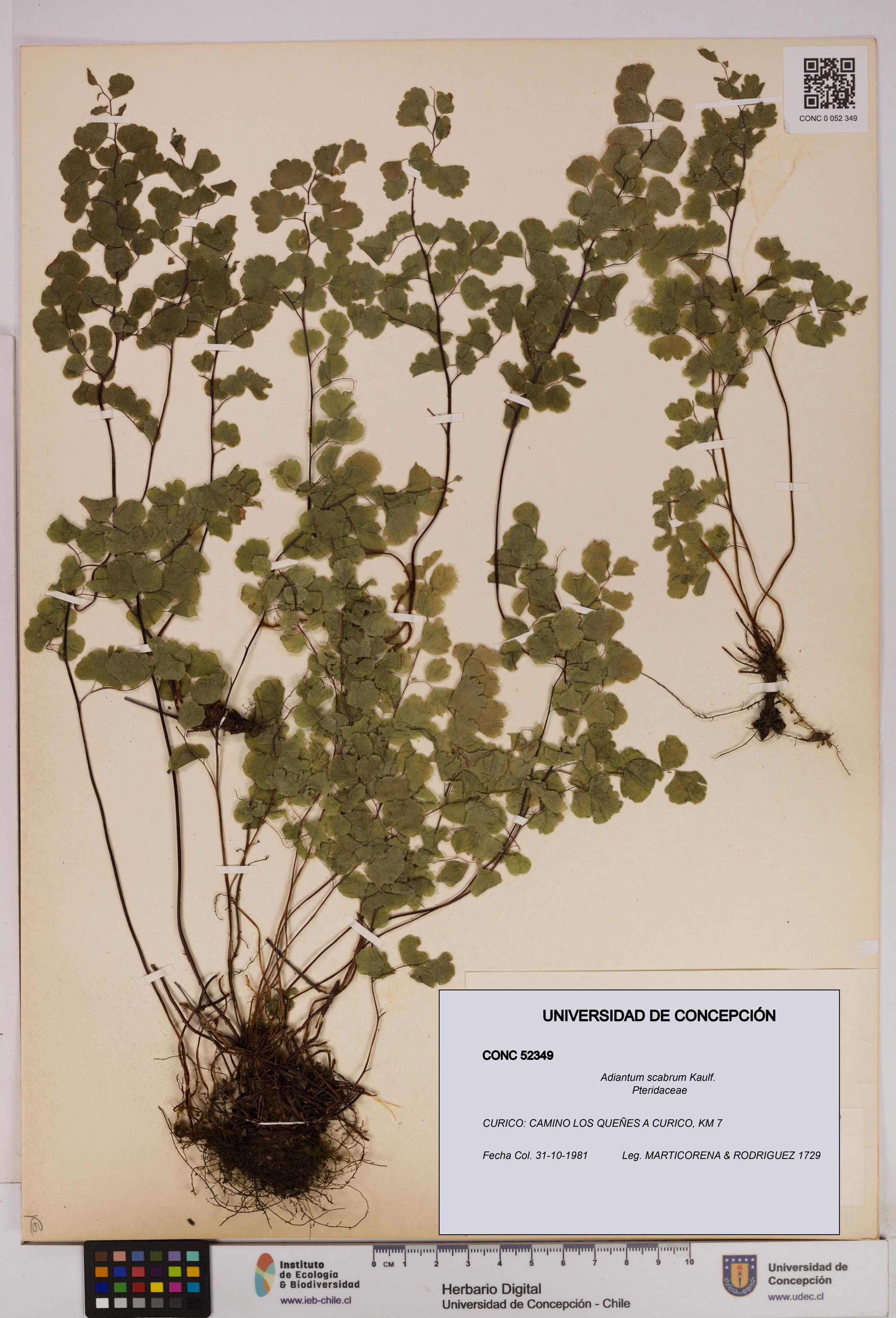 Adiantum scabrum [Espécimen: ]