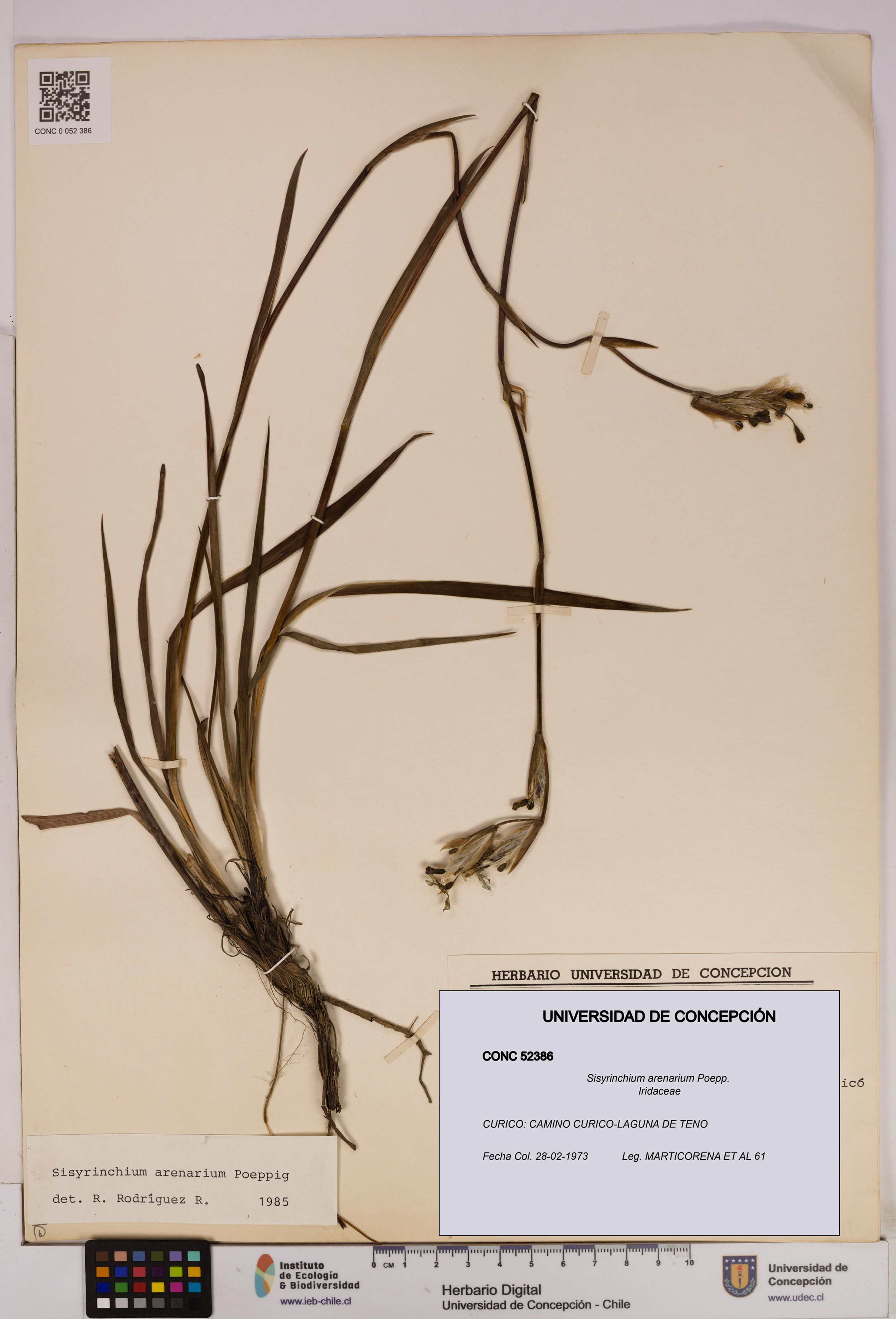 Sisyrinchium arenarium [Espécimen: ]