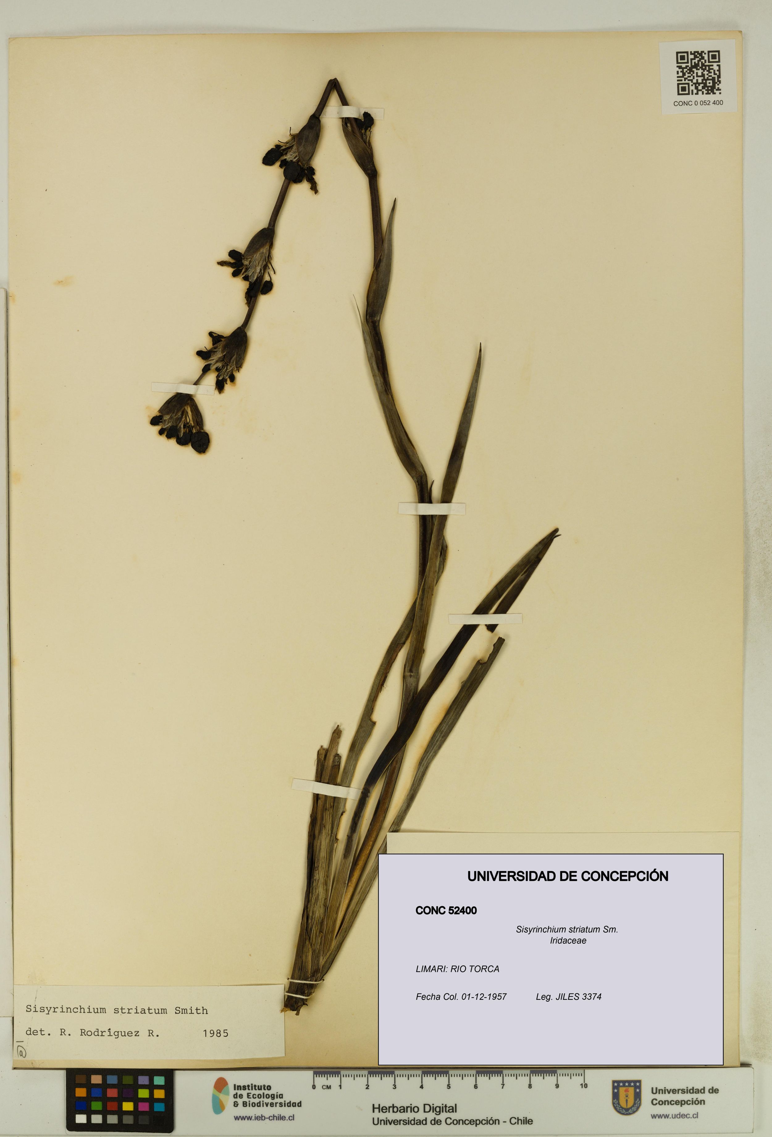 Sisyrinchium striatum [Espécimen: ]