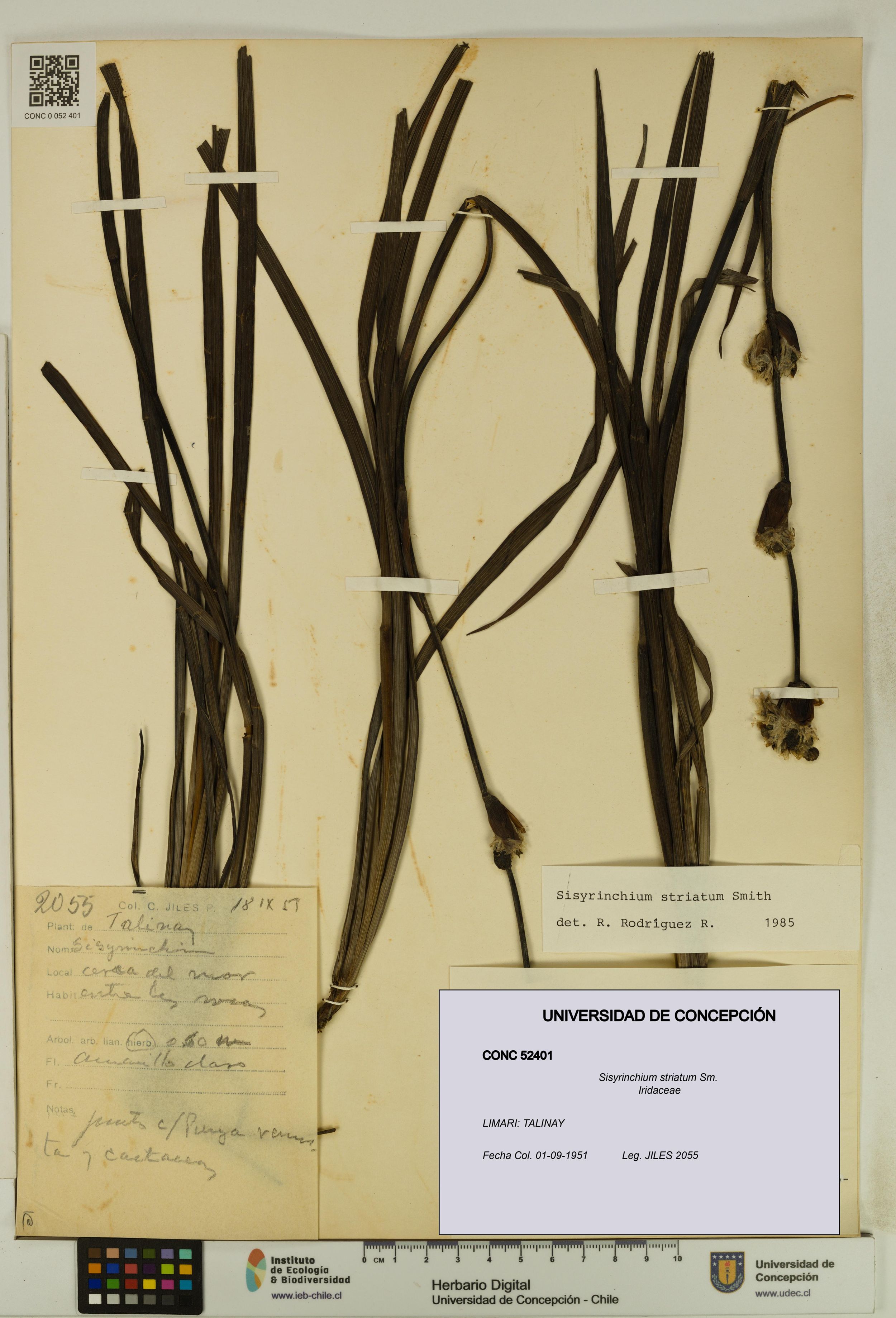 Sisyrinchium striatum [Espécimen: ]