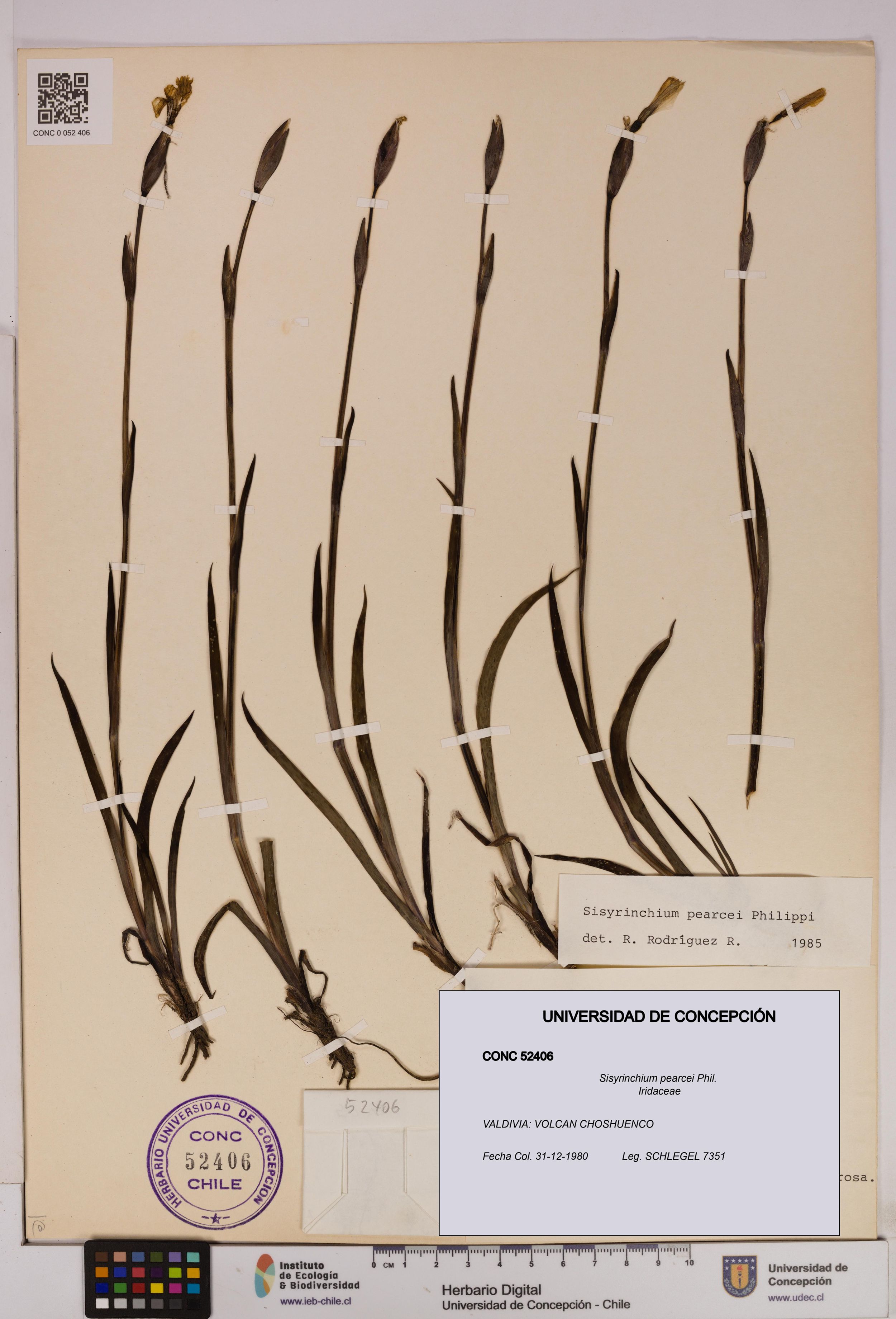 Sisyrinchium pearcei [Espécimen: ]