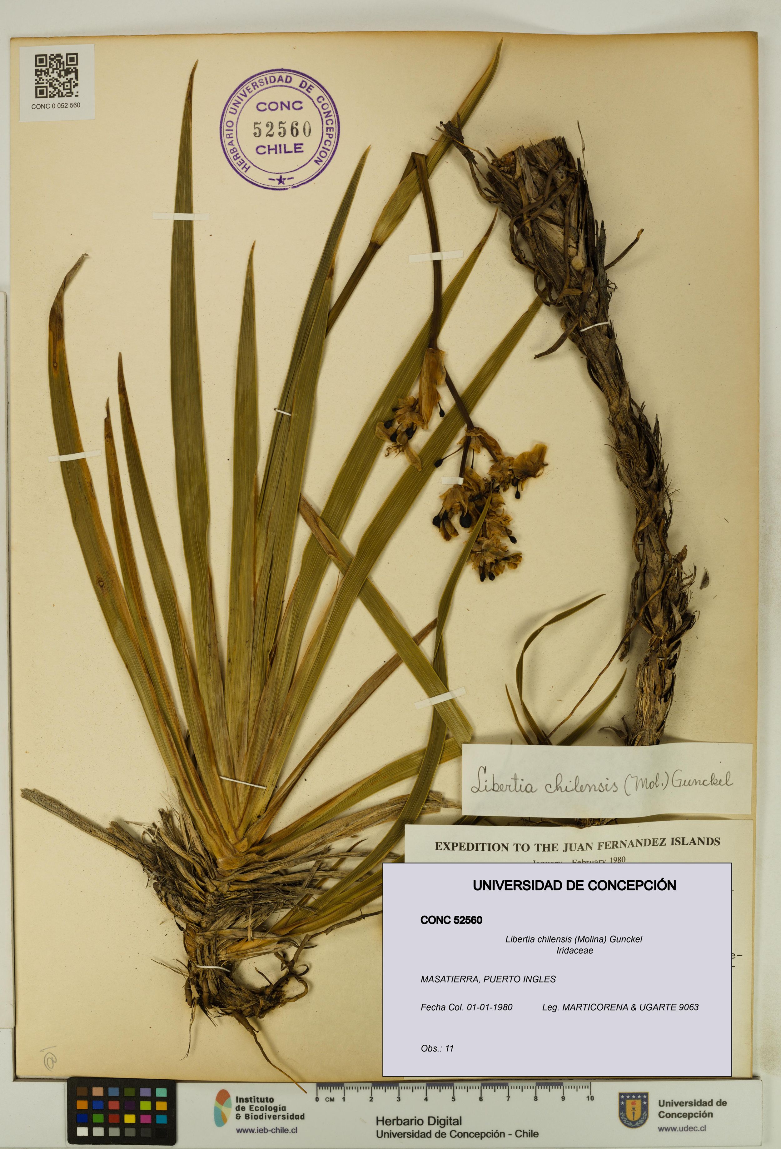 Libertia chilensis [Espécimen: ]