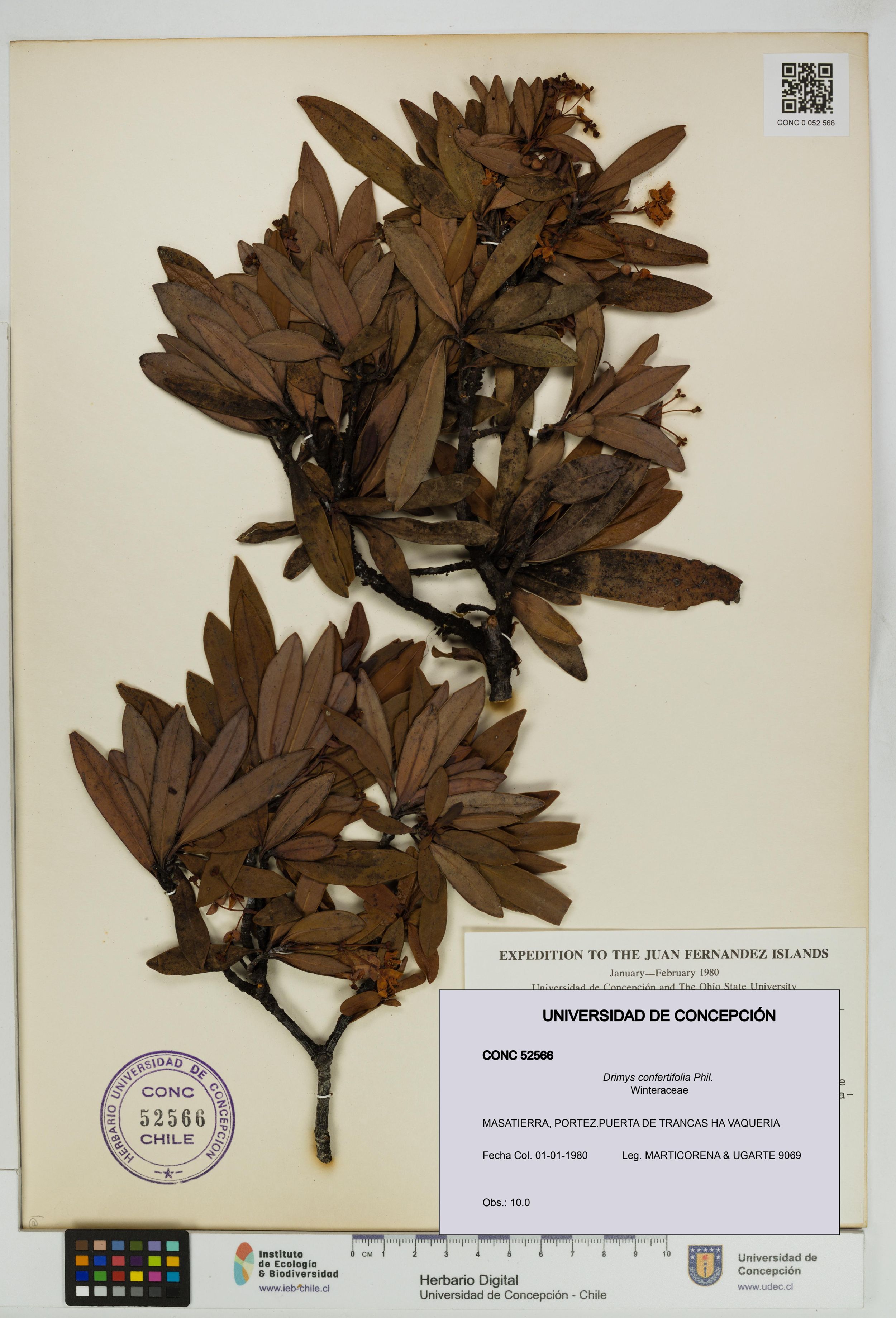 Drimys confertifolia [Espécimen: ]