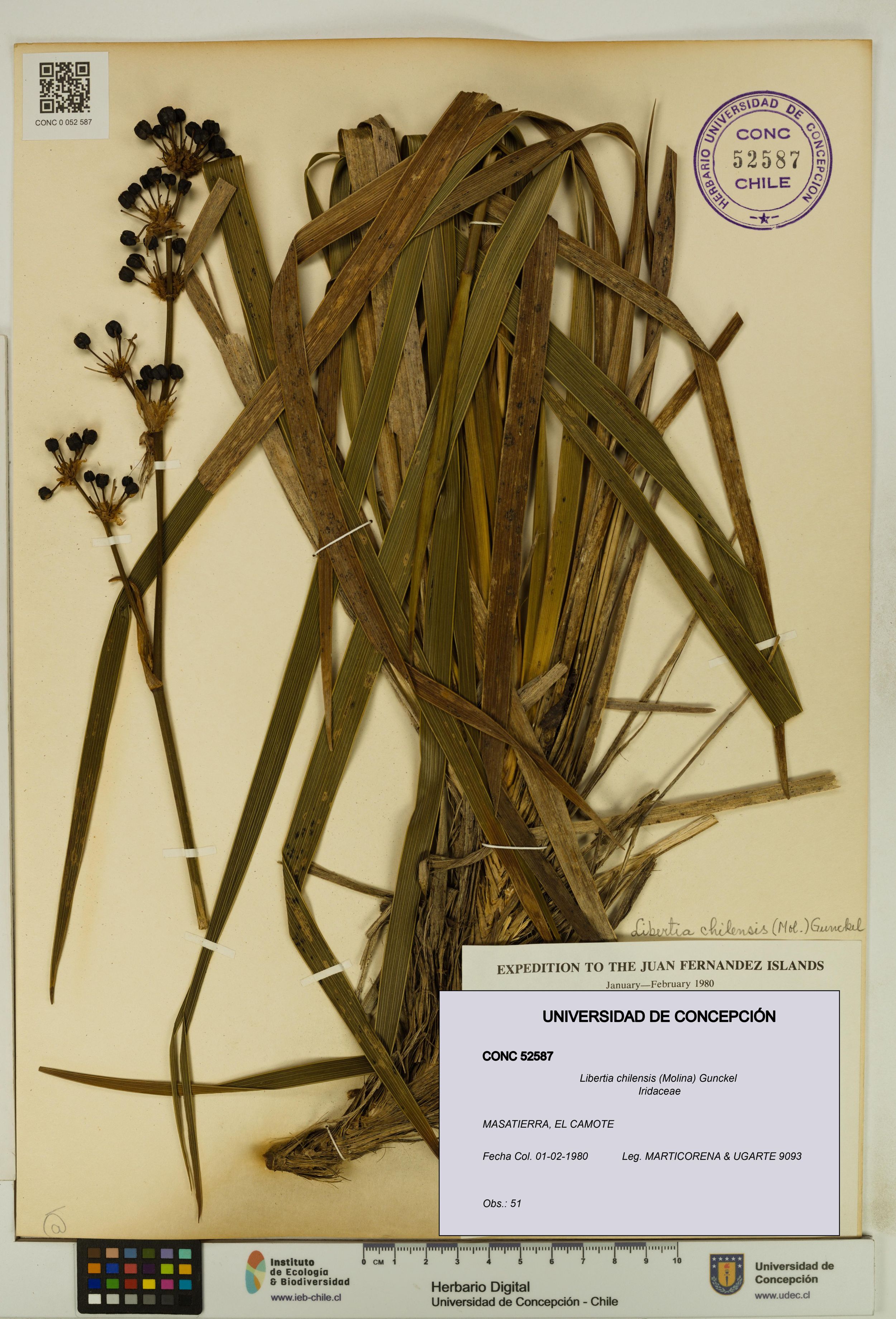 Libertia chilensis [Espécimen: ]
