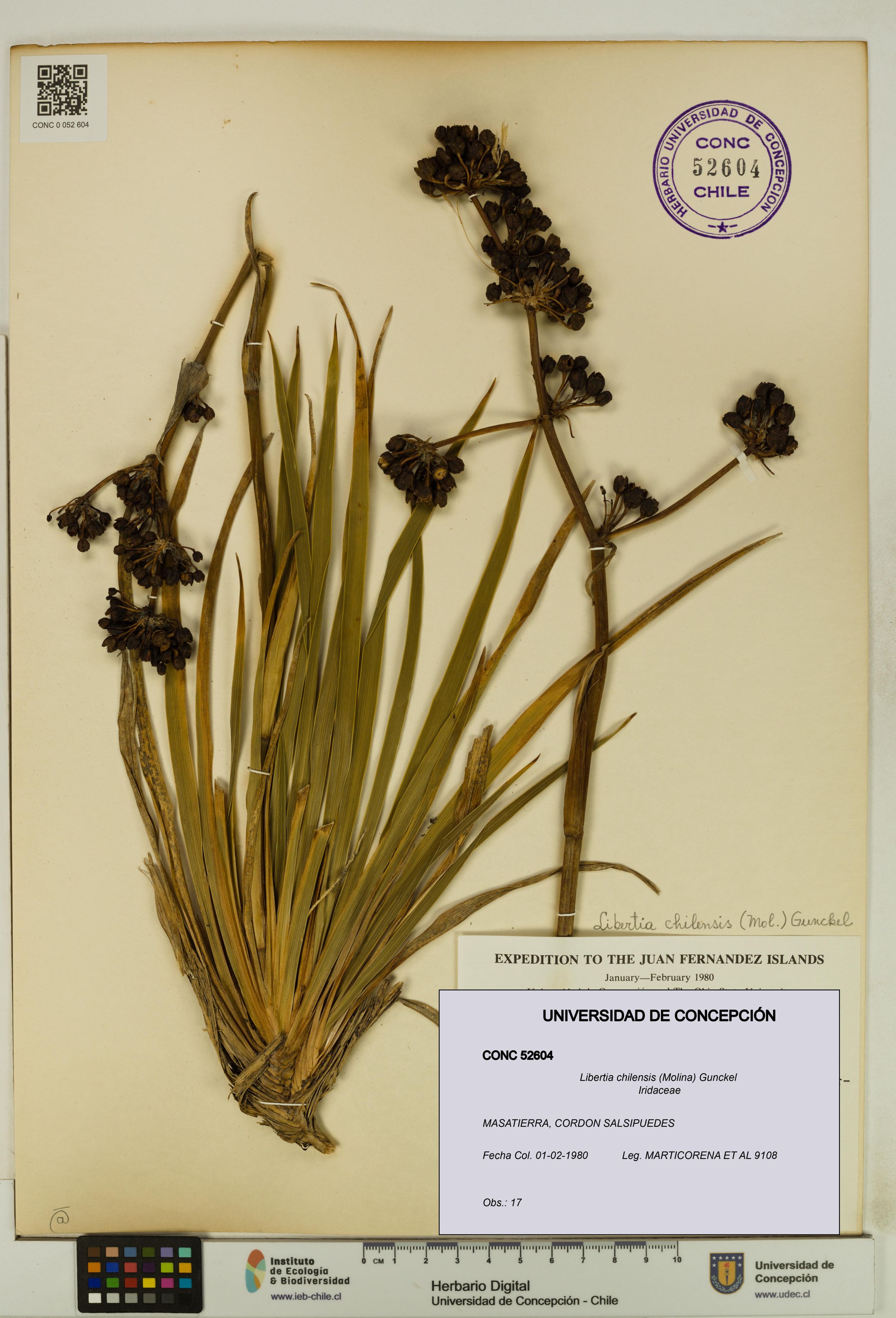 Libertia chilensis [Espécimen: ]
