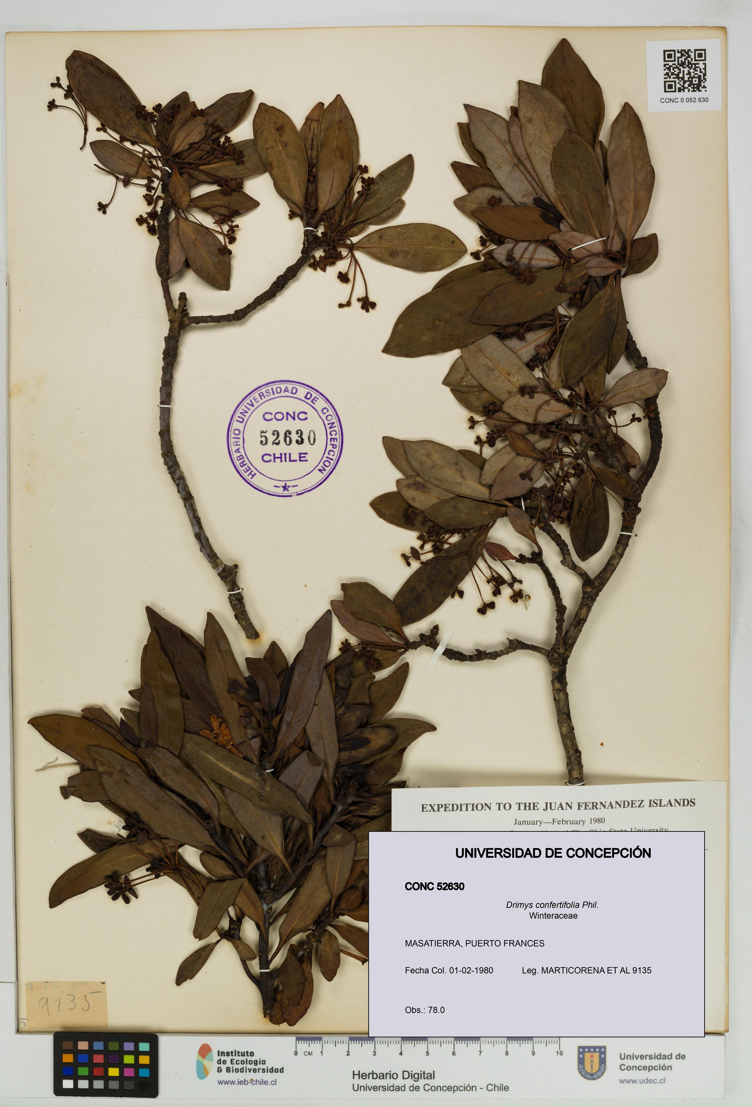 Drimys confertifolia [Espécimen: ]