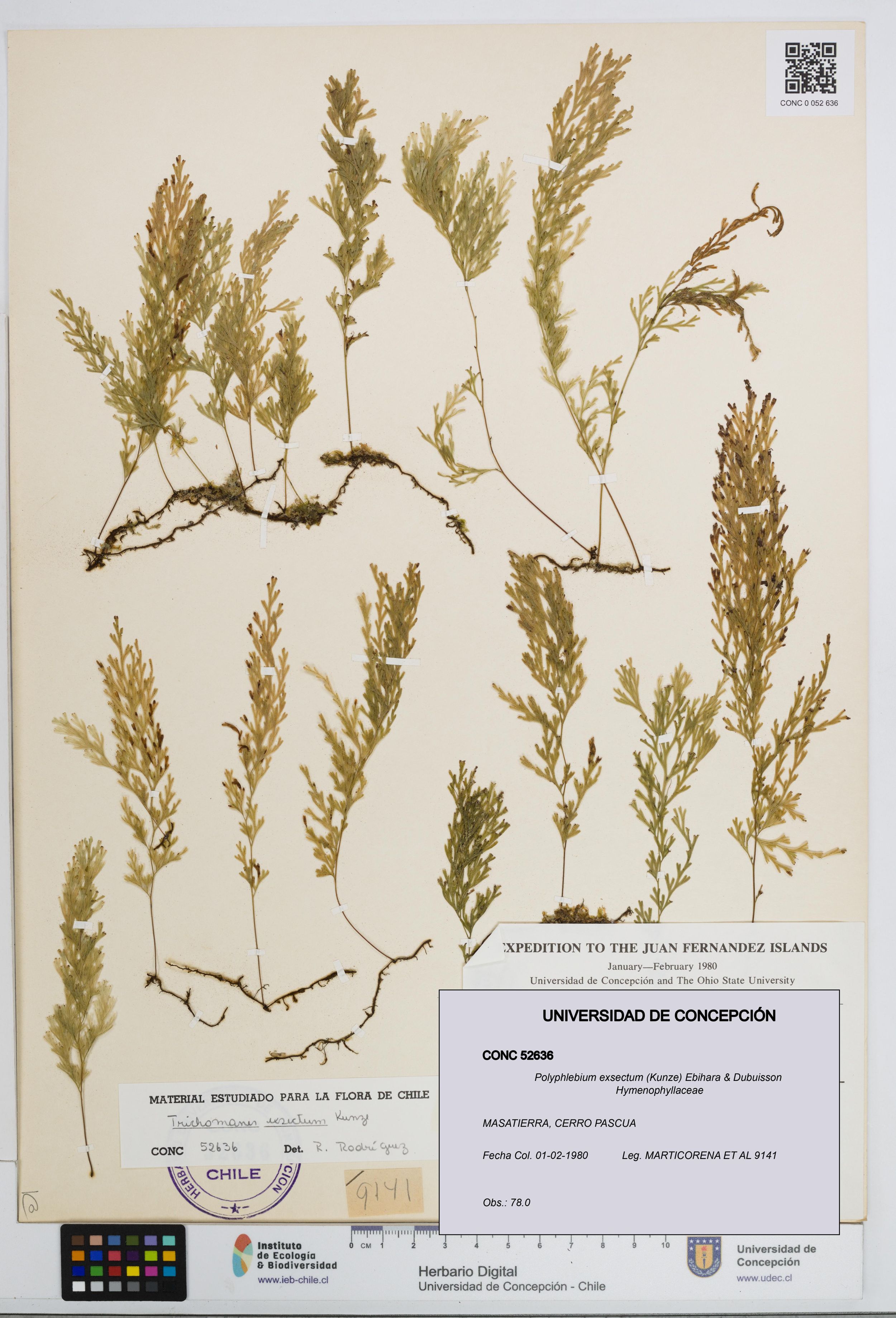 Polyphlebium exsectum [Espécimen: ]