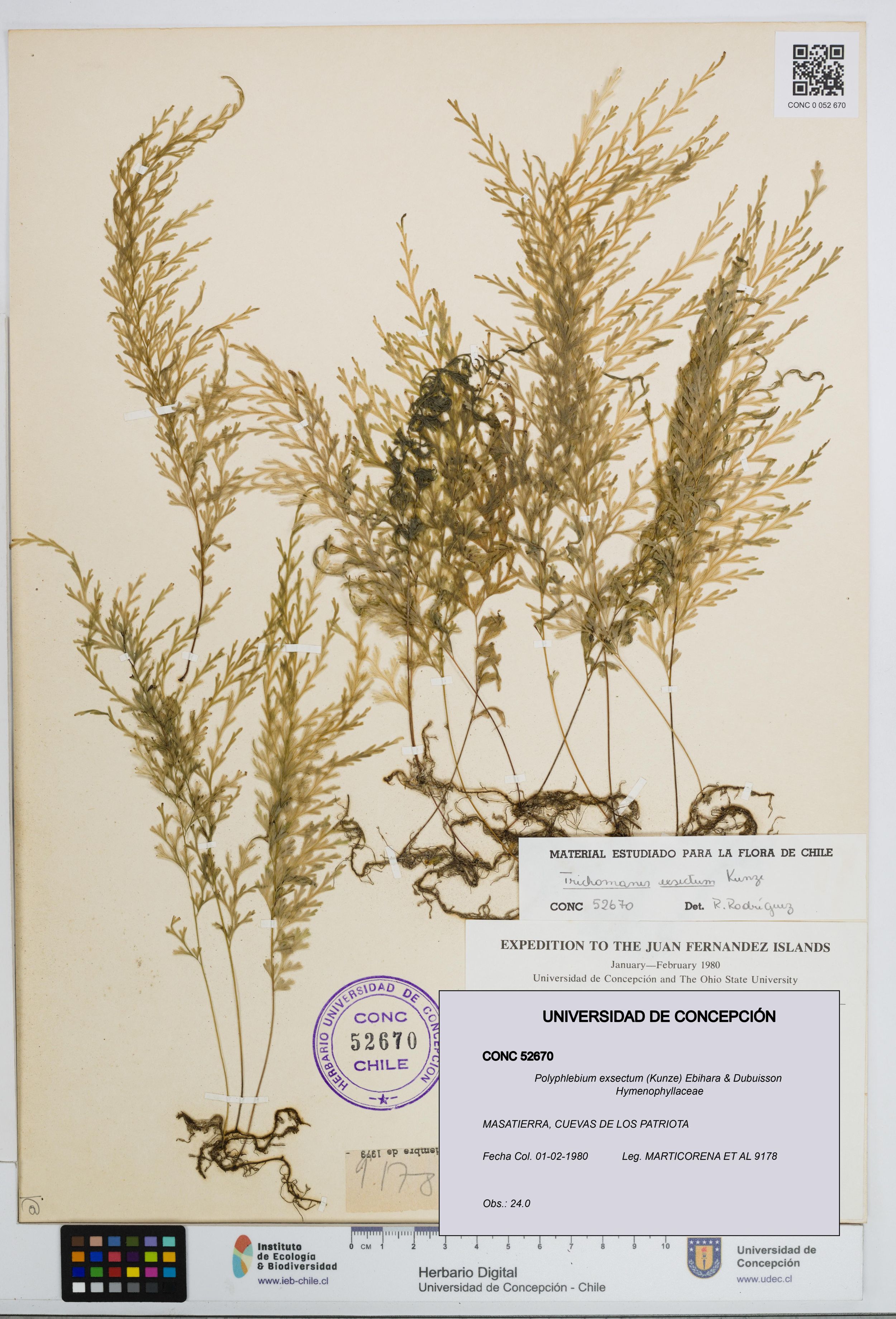Polyphlebium exsectum [Espécimen: ]