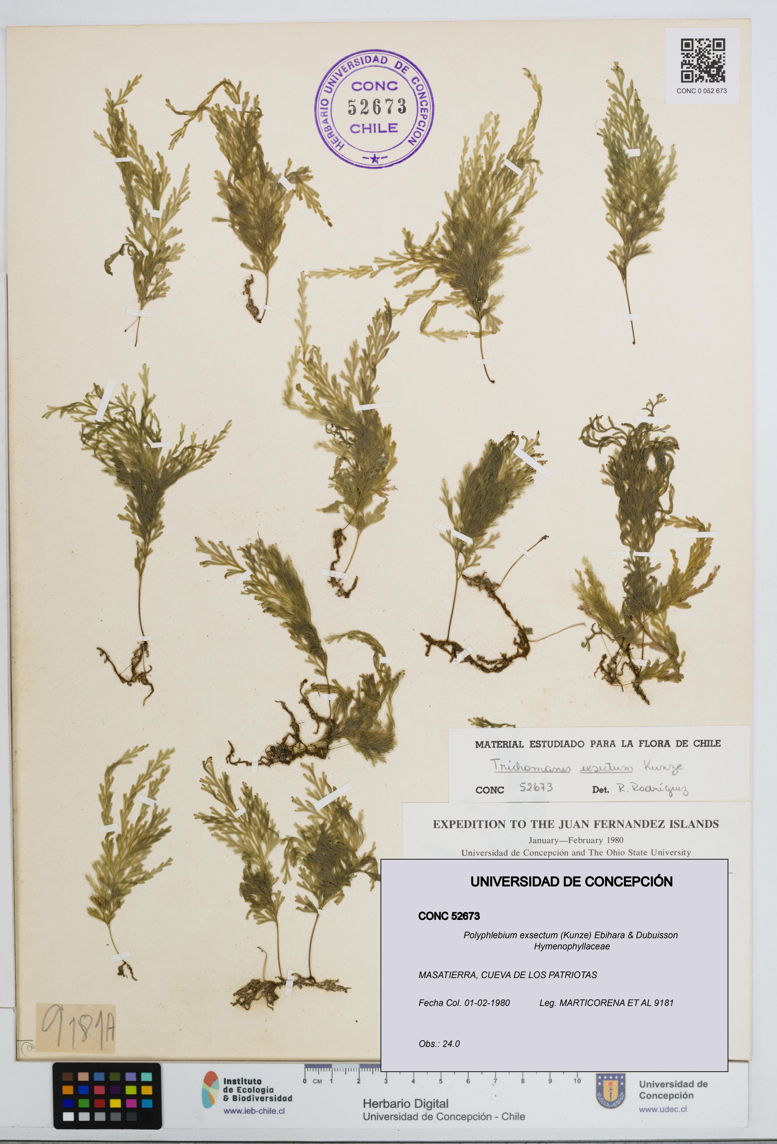 Polyphlebium exsectum [Espécimen: ]