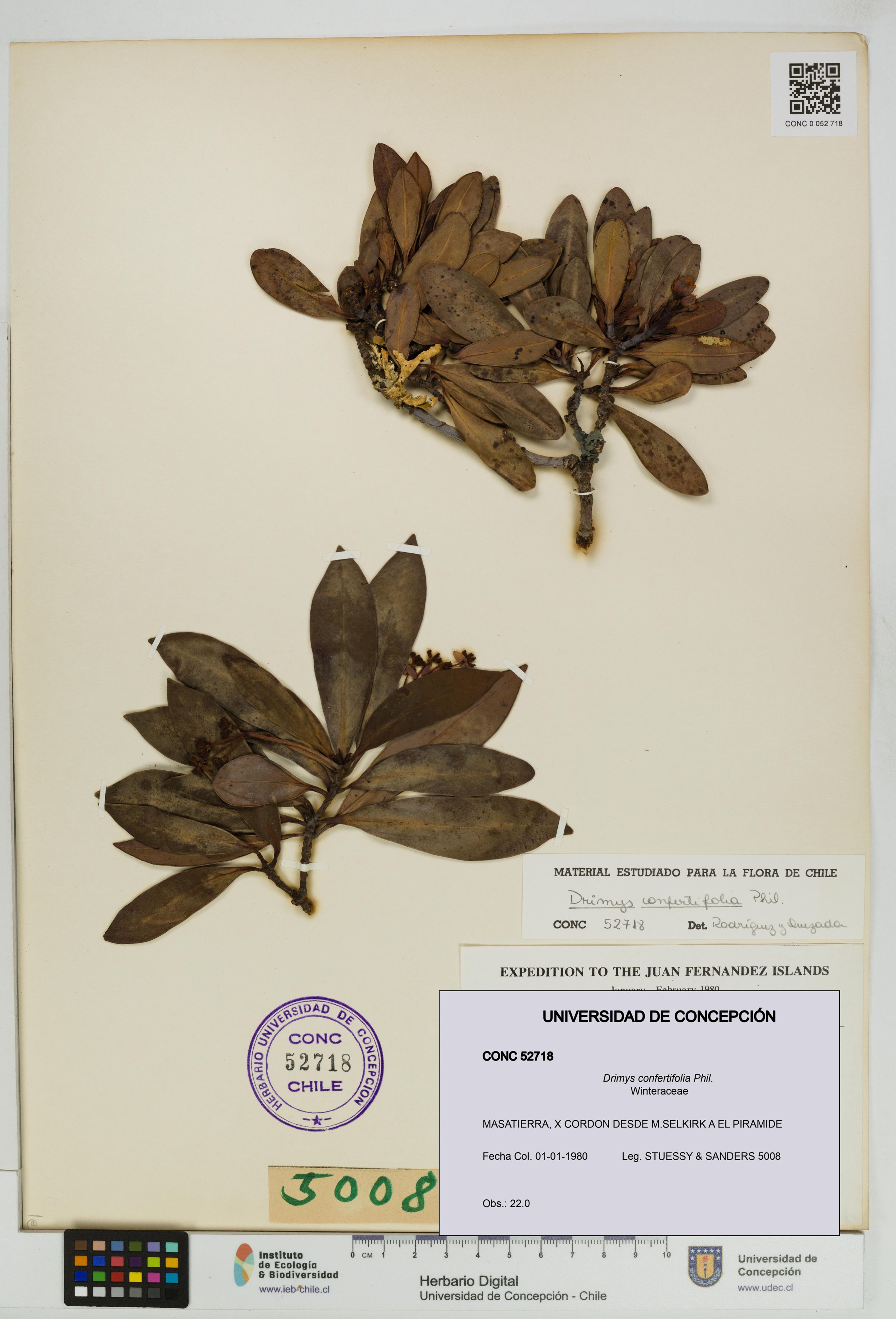 Drimys confertifolia [Espécimen: ]