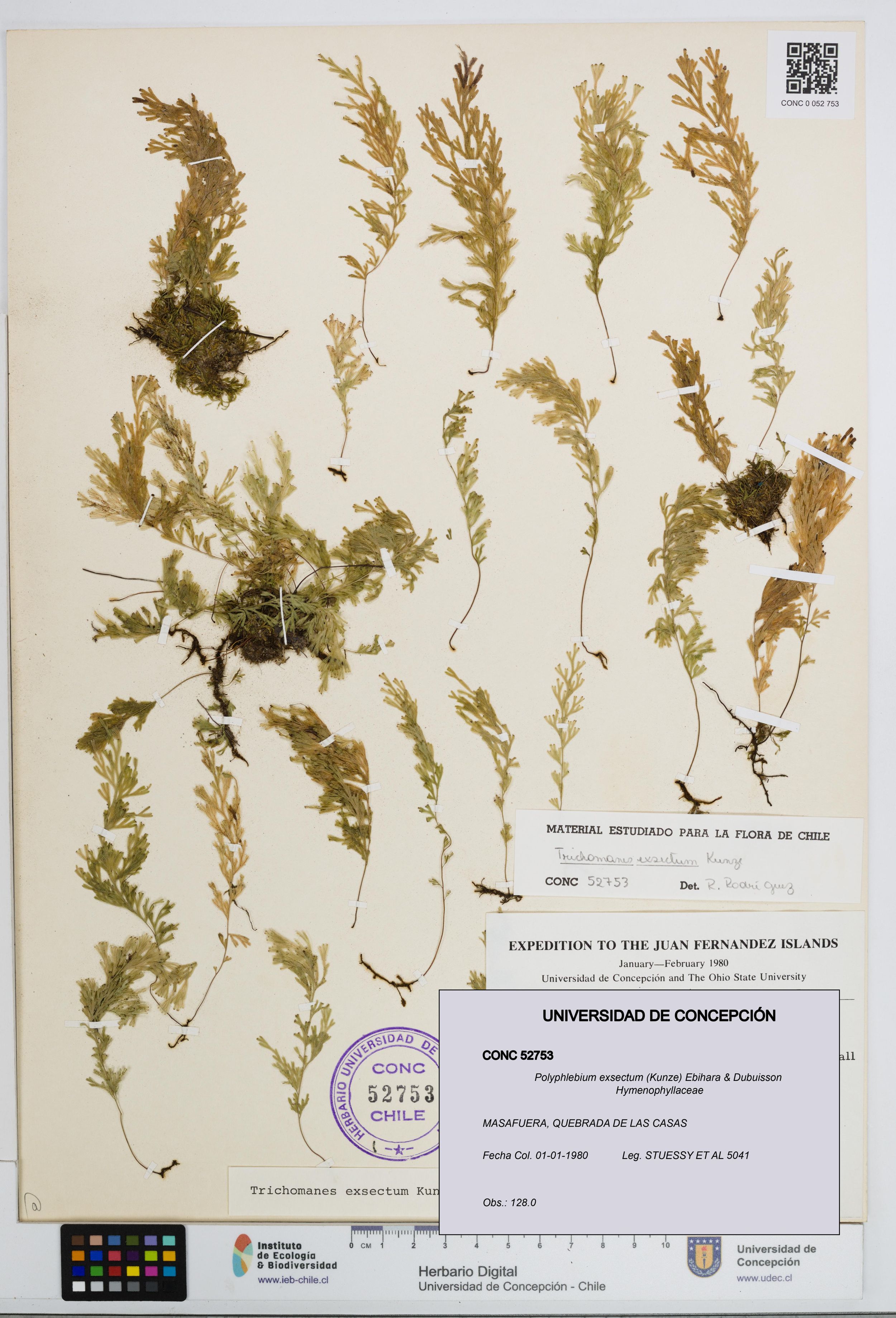 Polyphlebium exsectum [Espécimen: ]