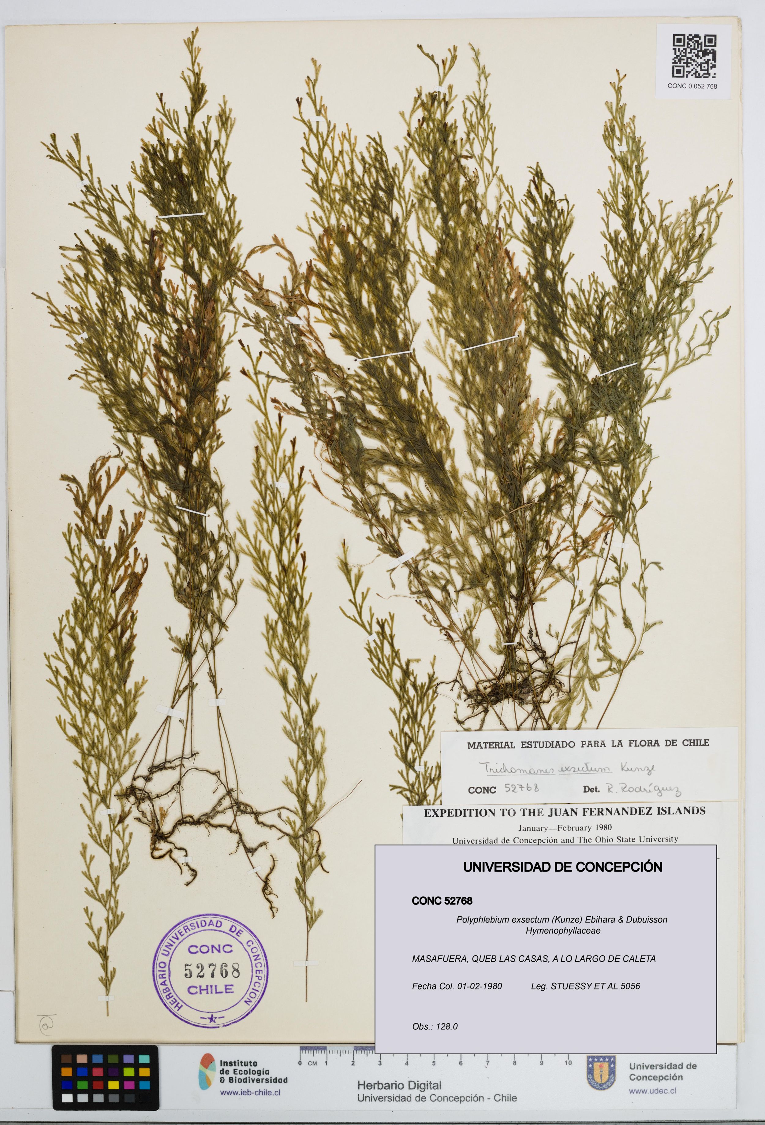 Polyphlebium exsectum [Espécimen: ]