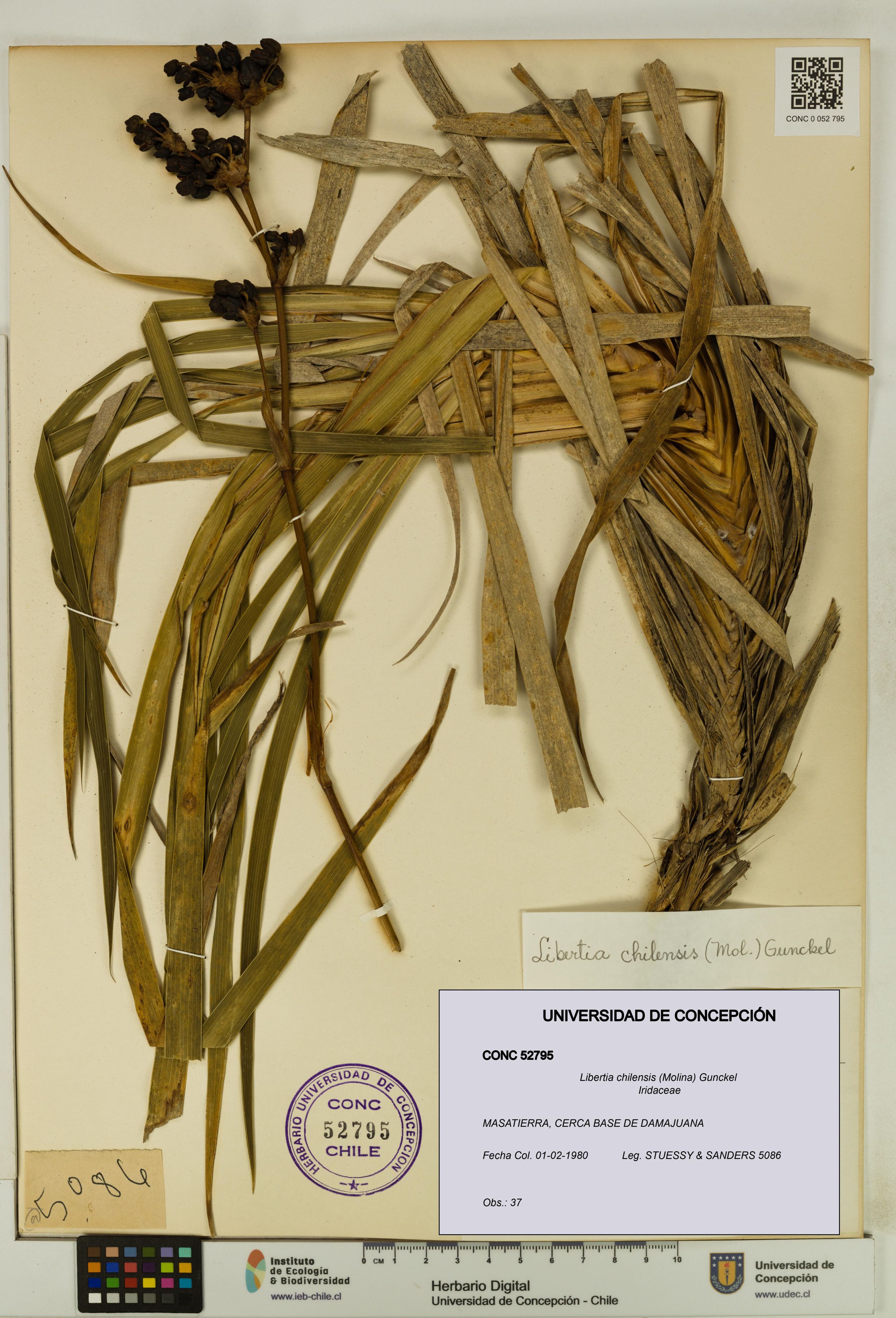 Libertia chilensis [Espécimen: ]