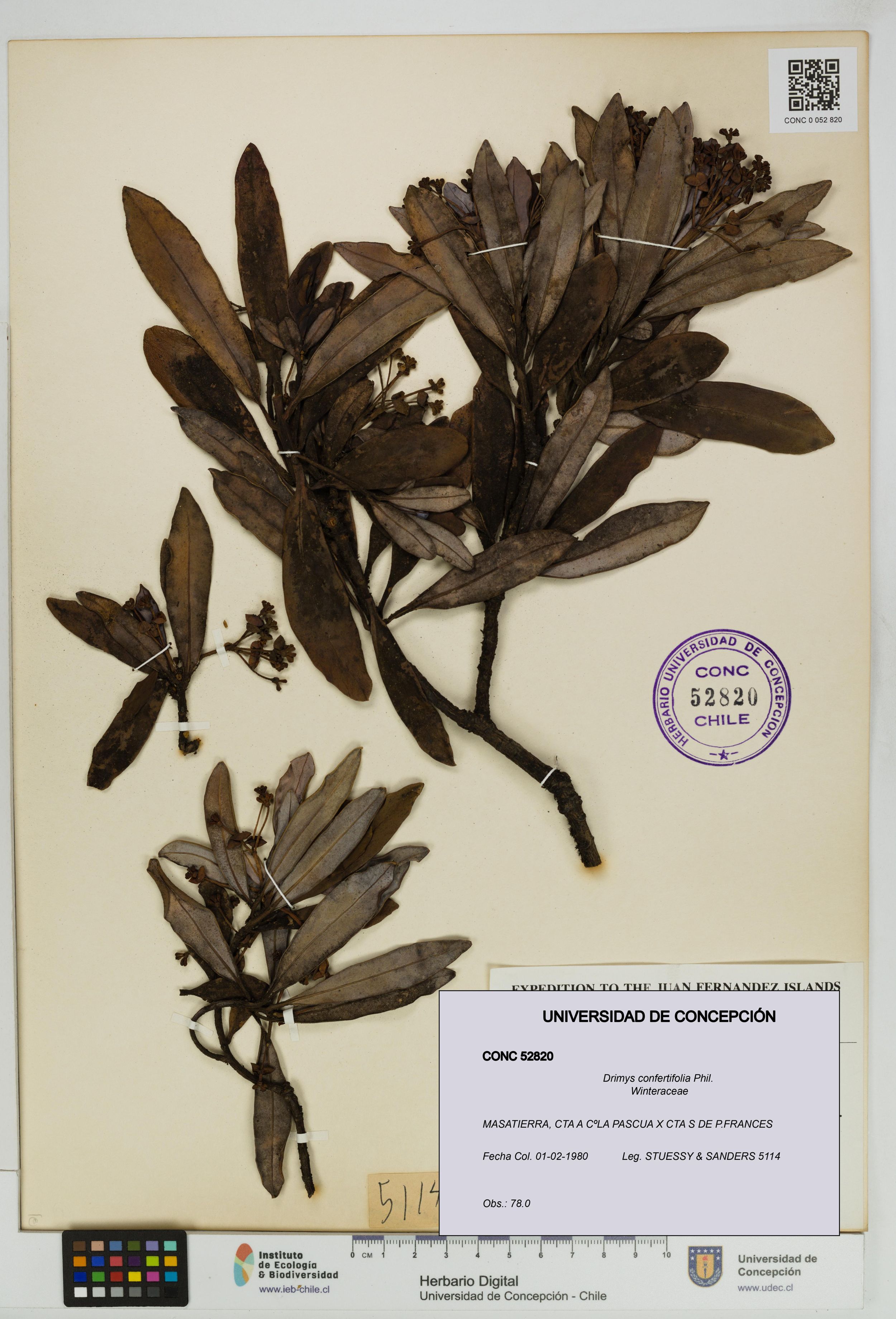 Drimys confertifolia [Espécimen: ]