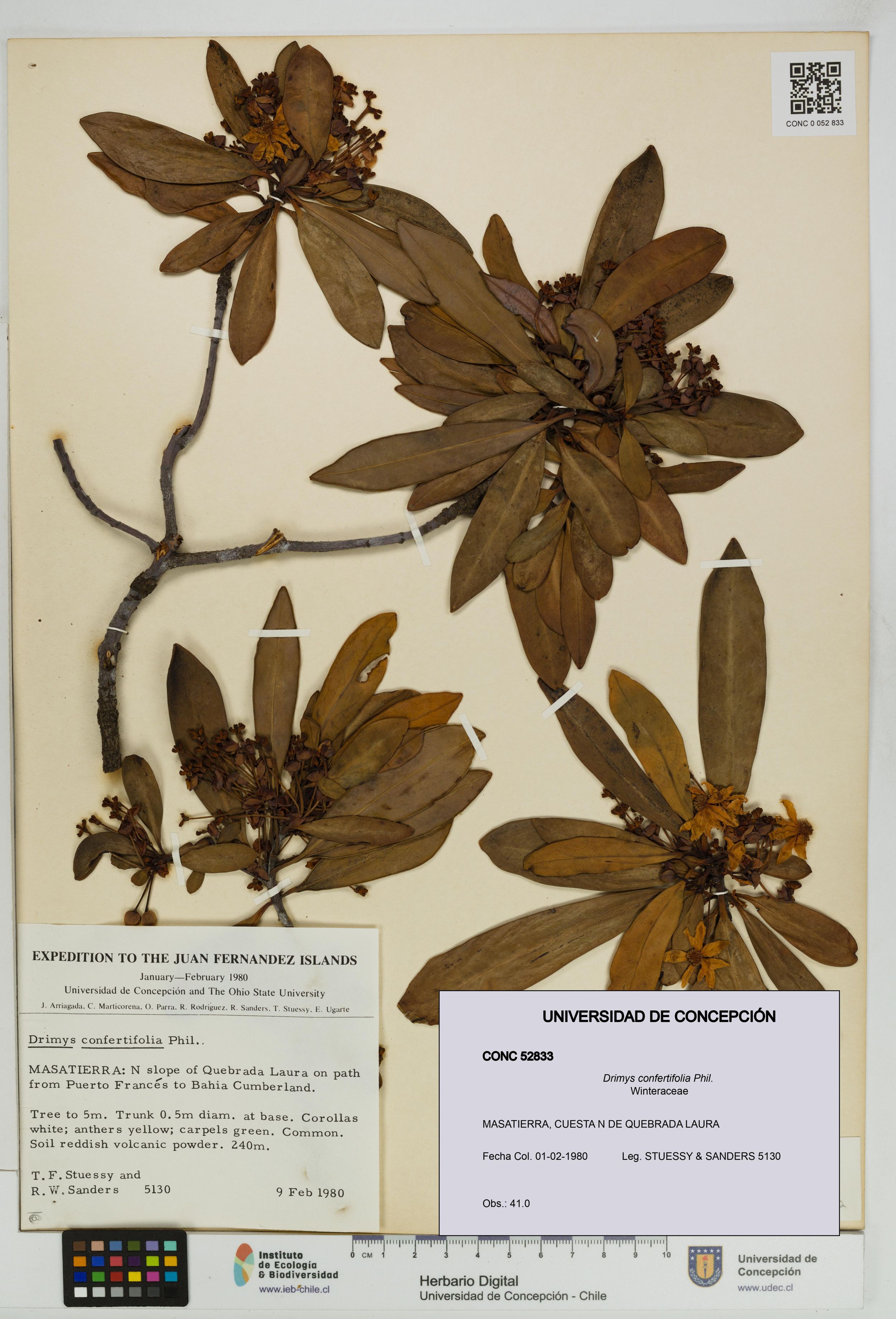Drimys confertifolia [Espécimen: ]