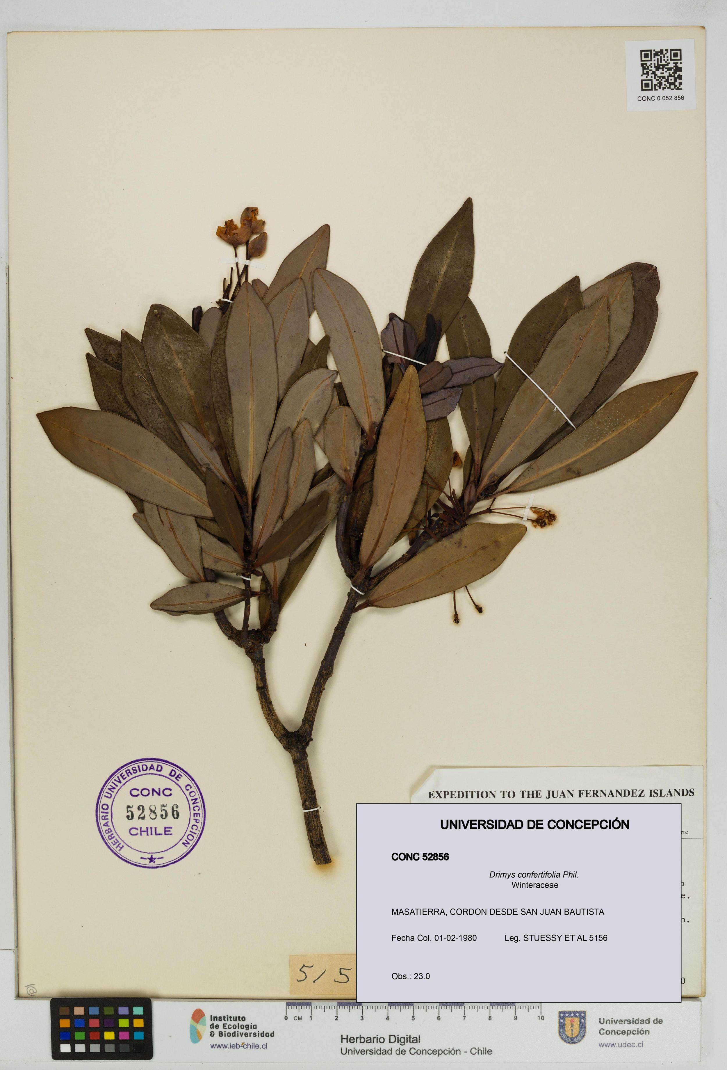 Drimys confertifolia [Espécimen: ]