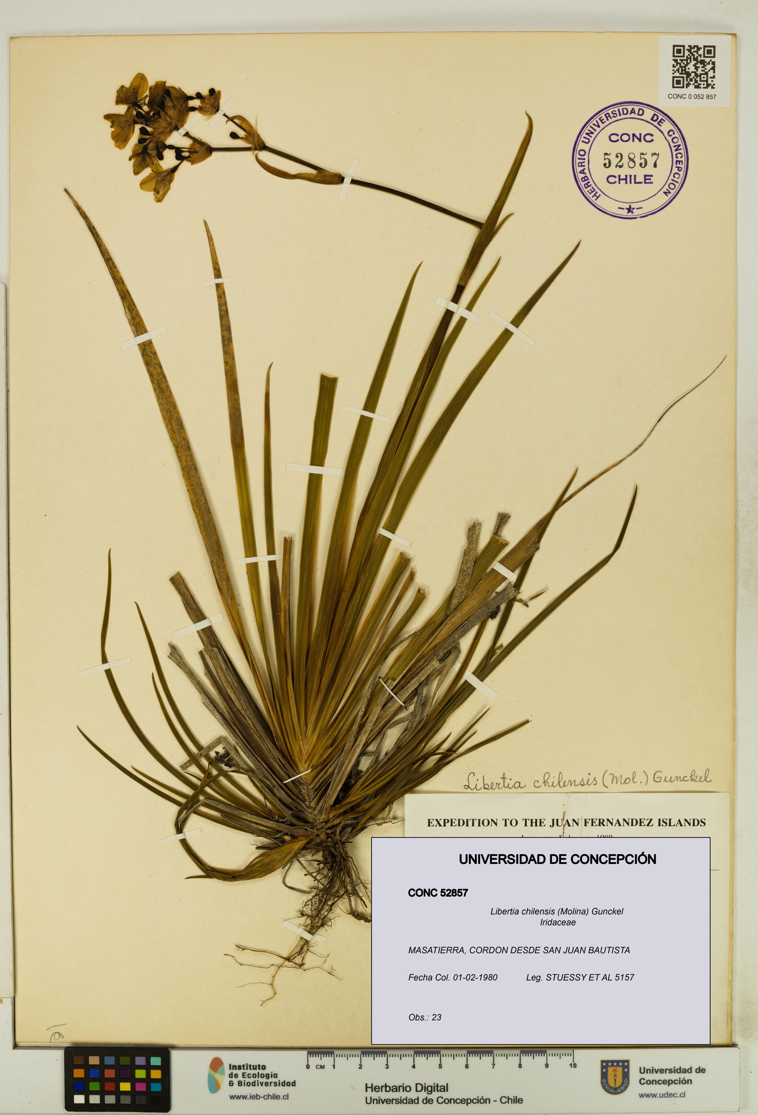Libertia chilensis [Espécimen: ]