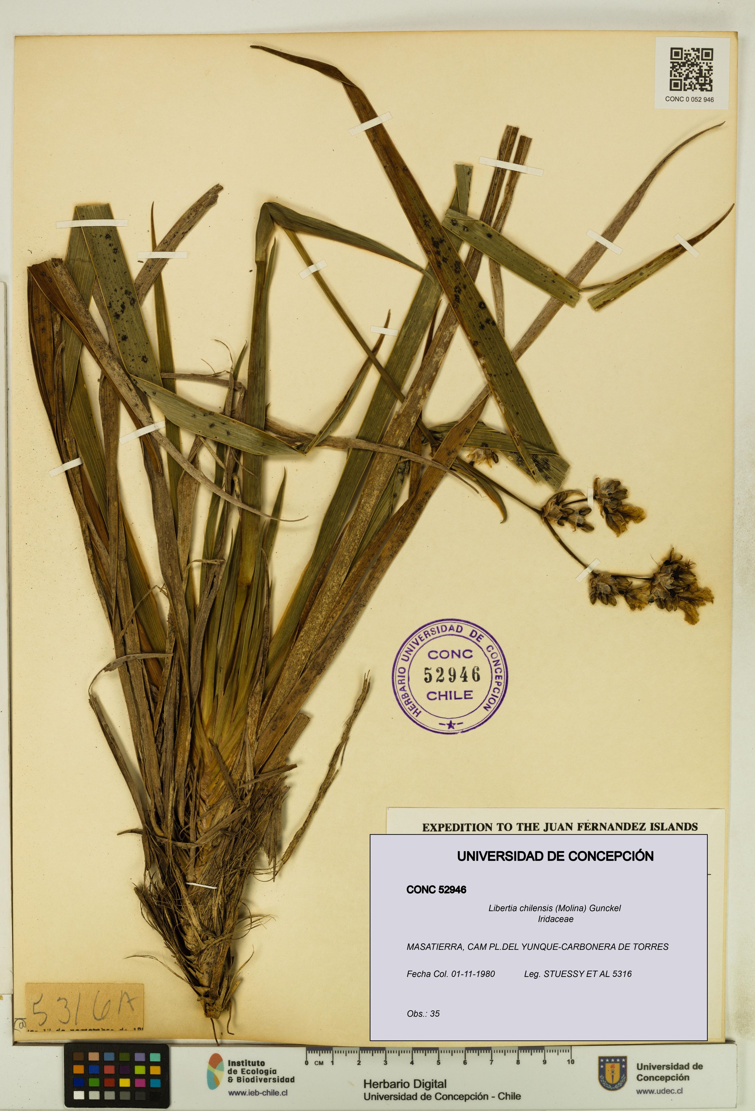 Libertia chilensis [Espécimen: ]