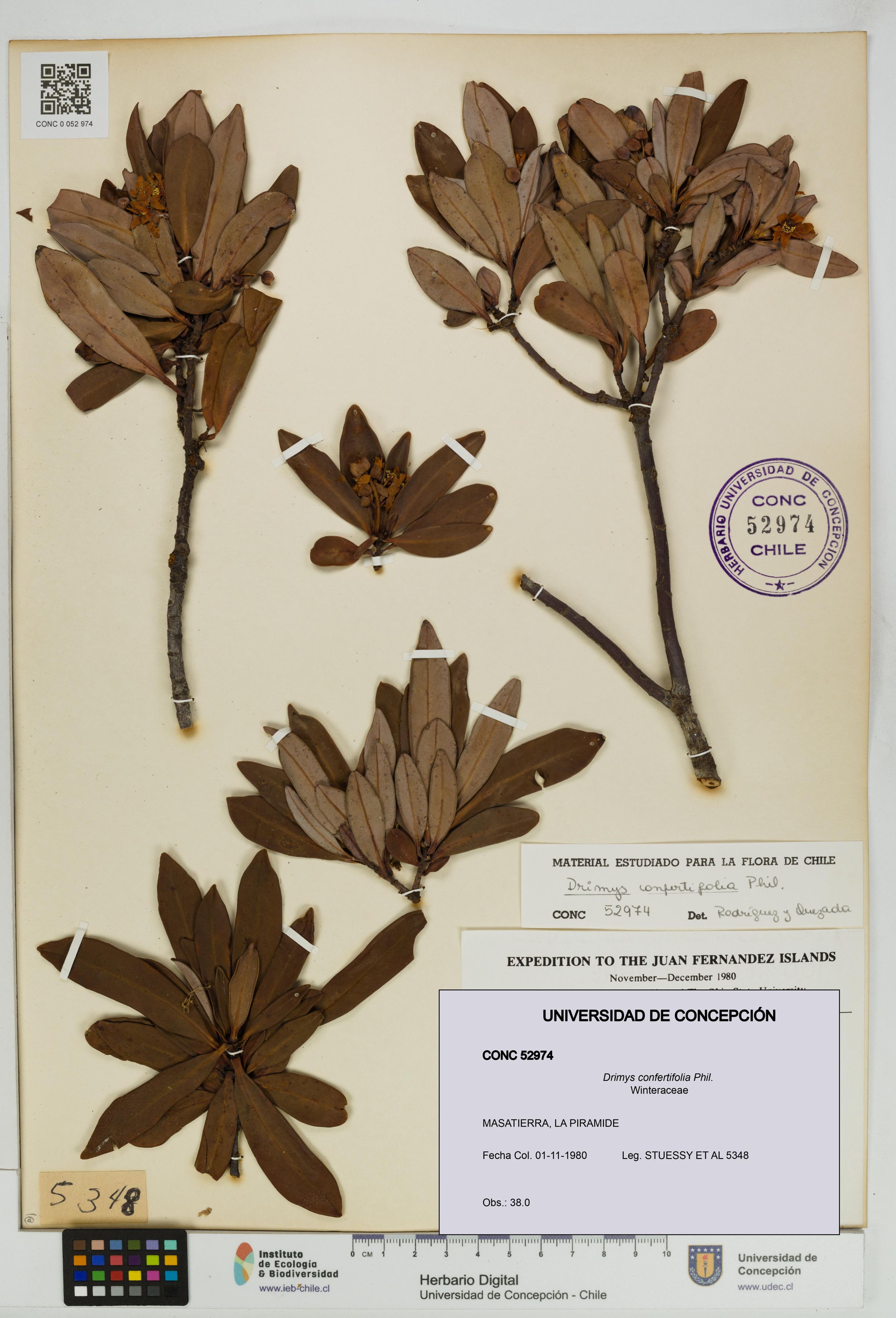 Drimys confertifolia [Espécimen: ]