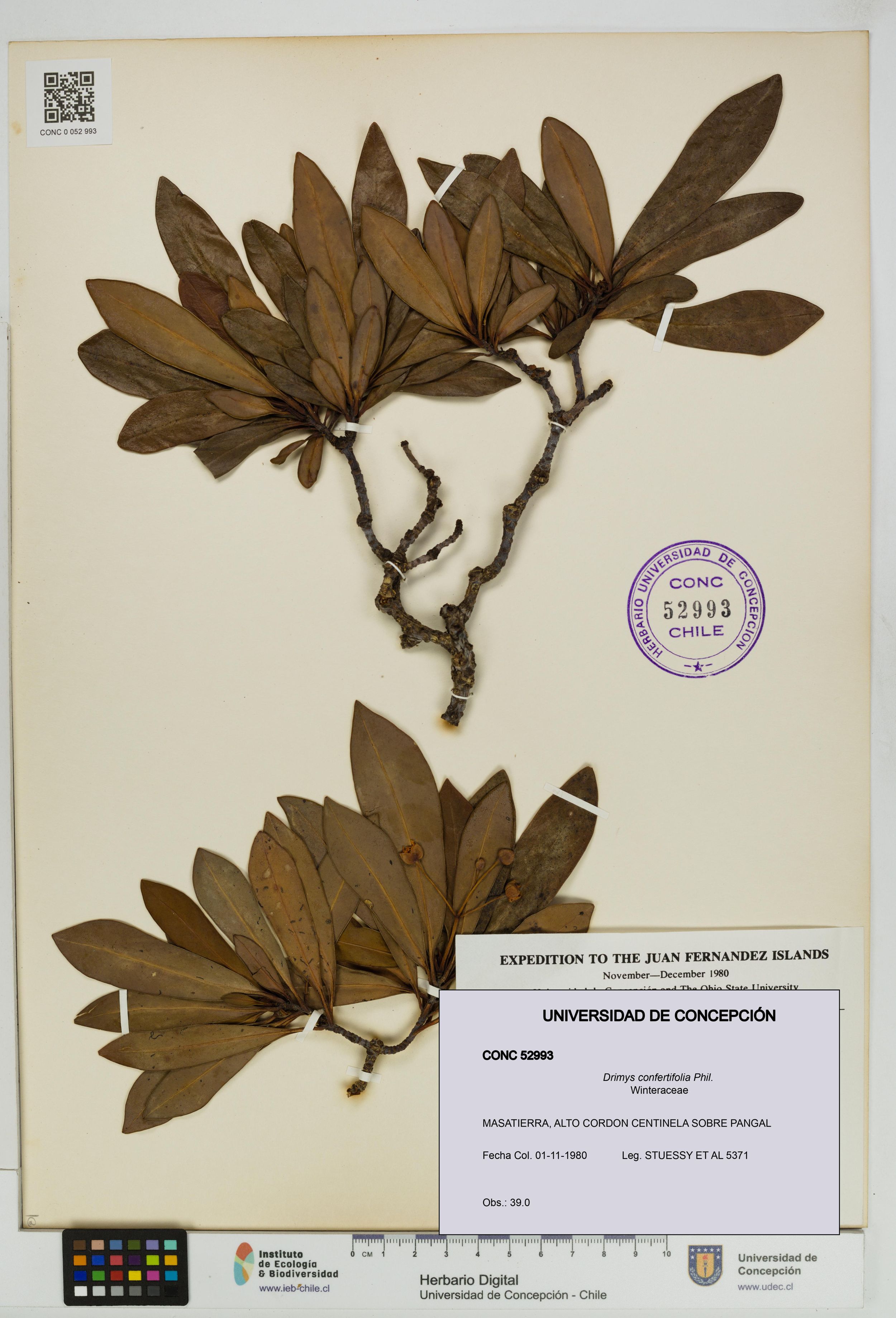 Drimys confertifolia [Espécimen: ]