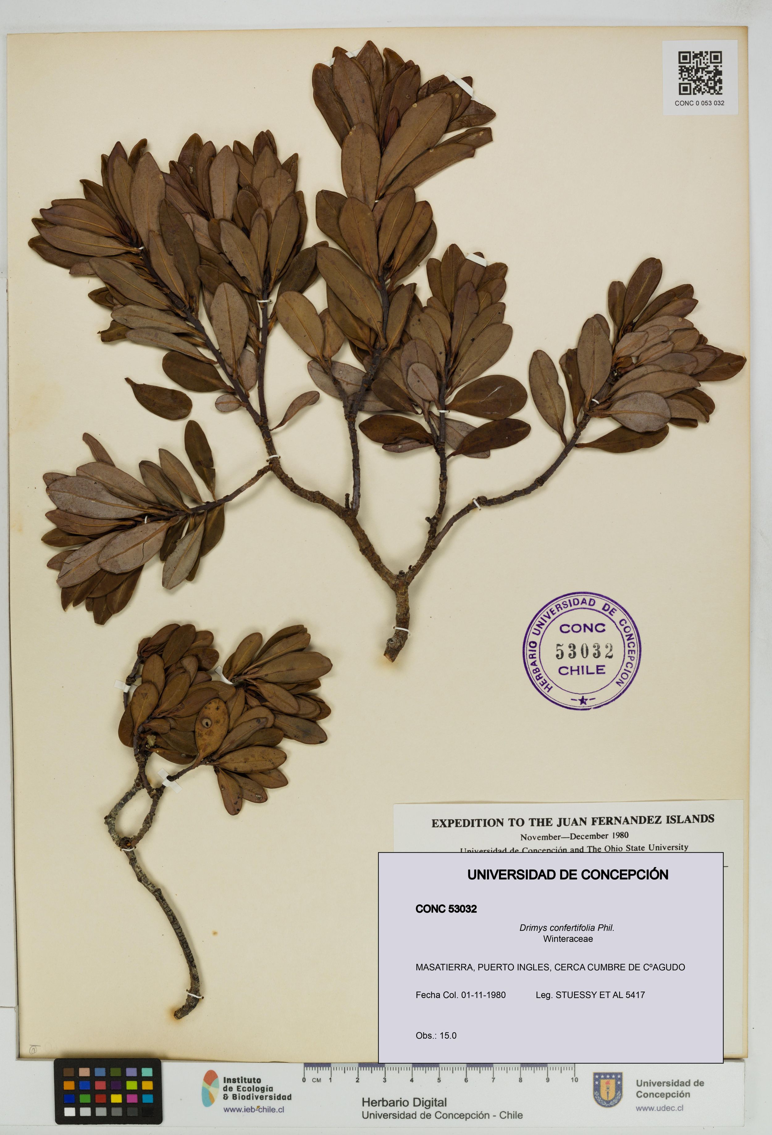 Drimys confertifolia [Espécimen: ]