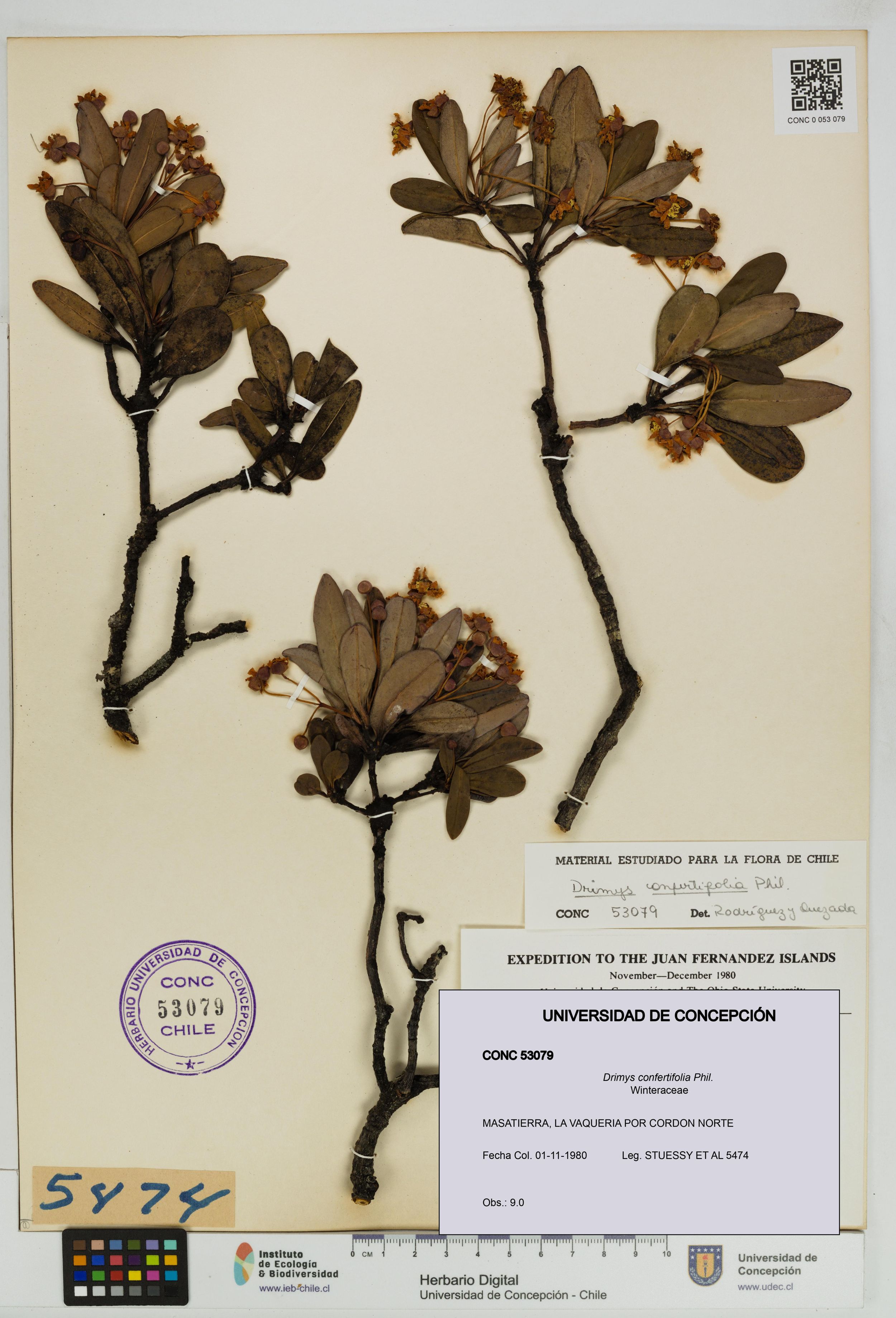 Drimys confertifolia [Espécimen: ]