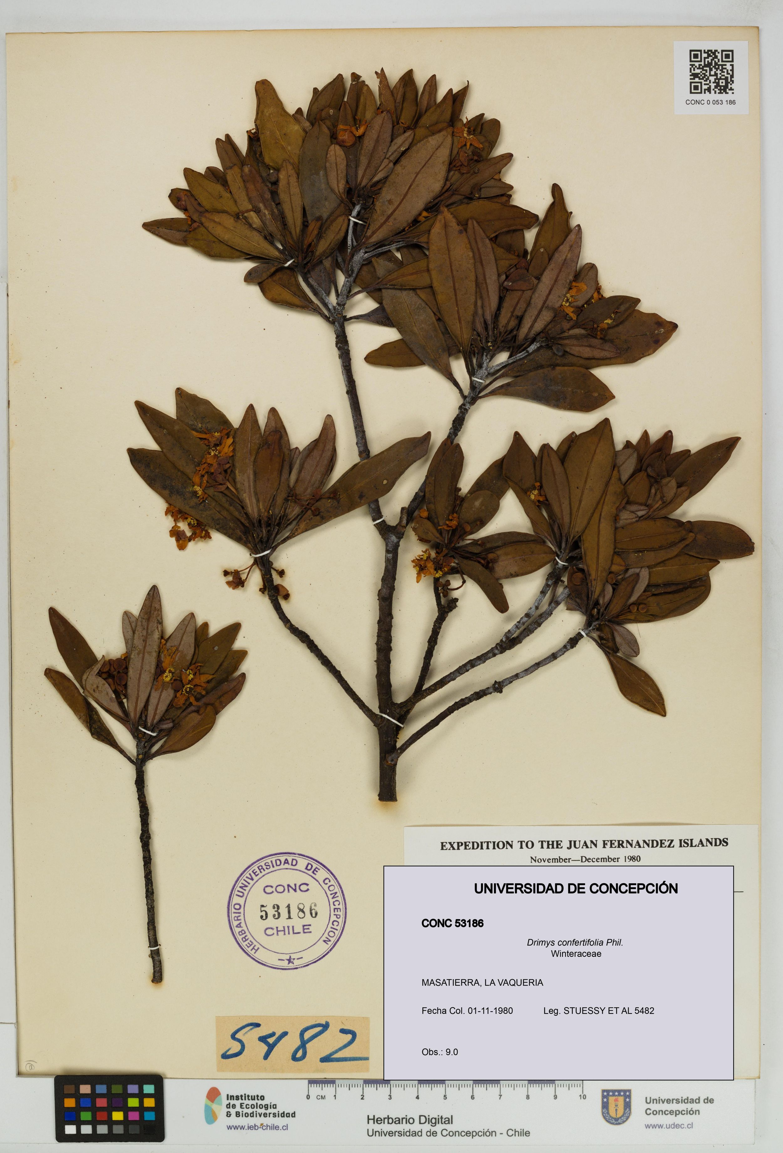 Drimys confertifolia [Espécimen: ]