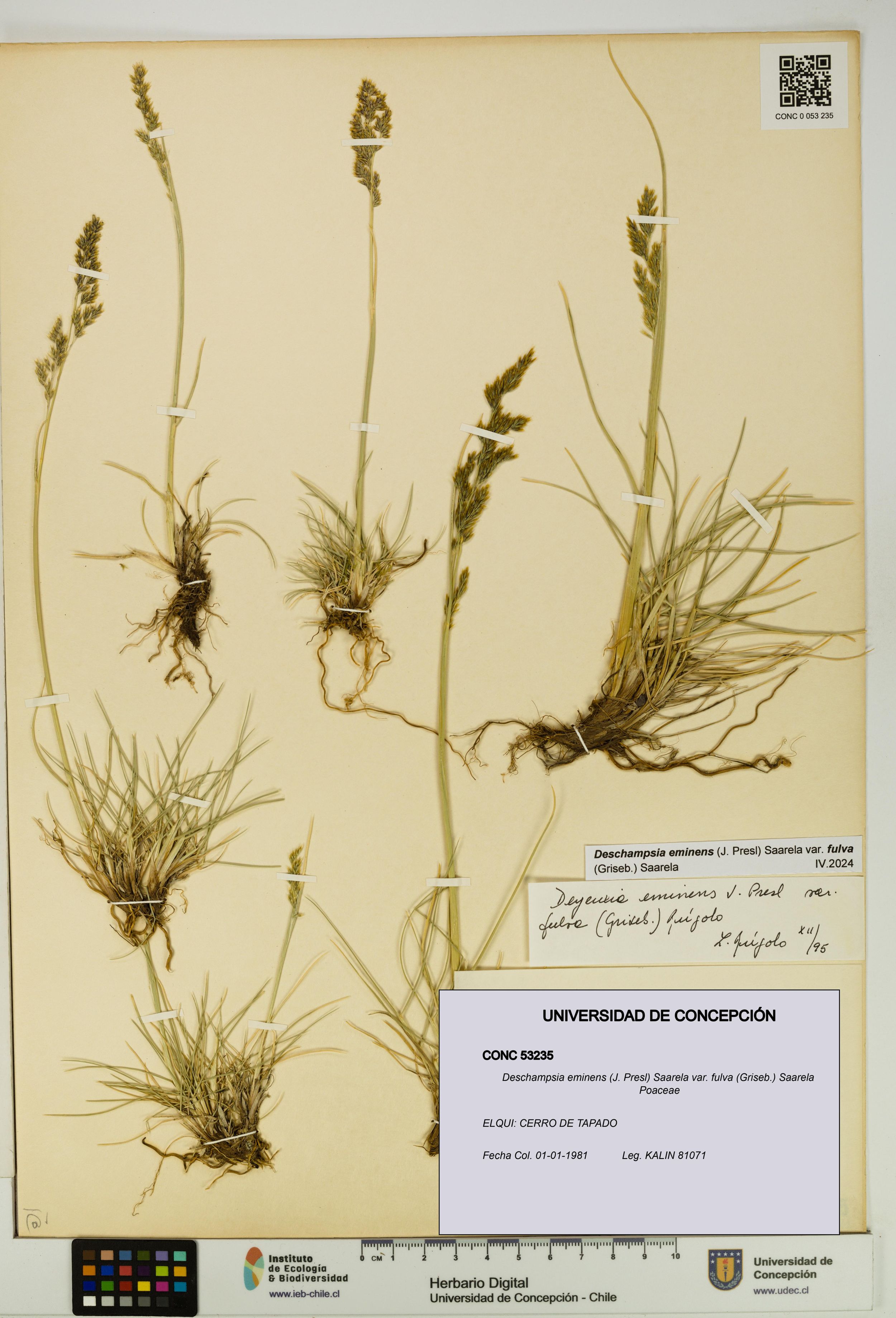Deschampsia eminens [Espécimen: ]