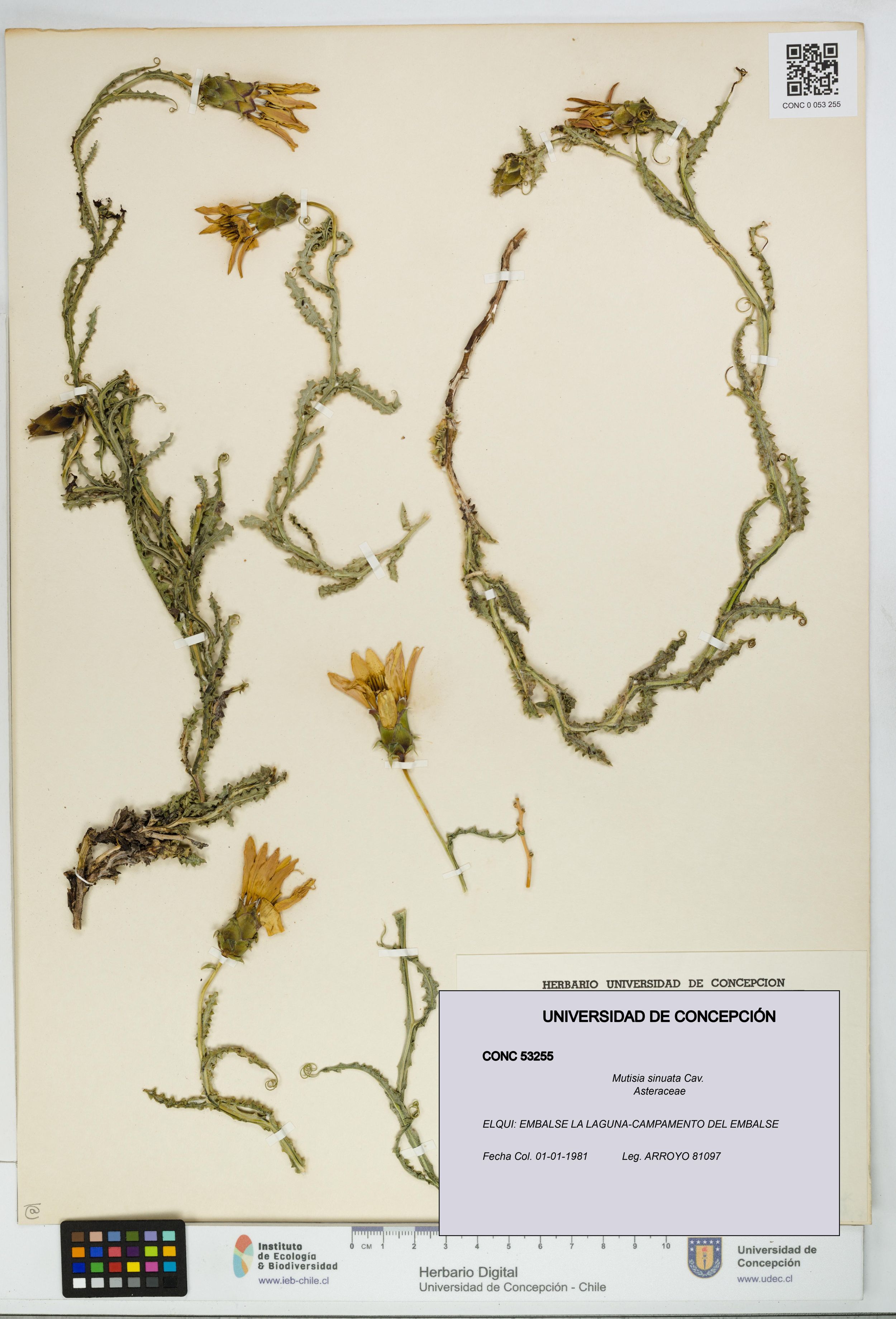 Mutisia sinuata [Espécimen: ]