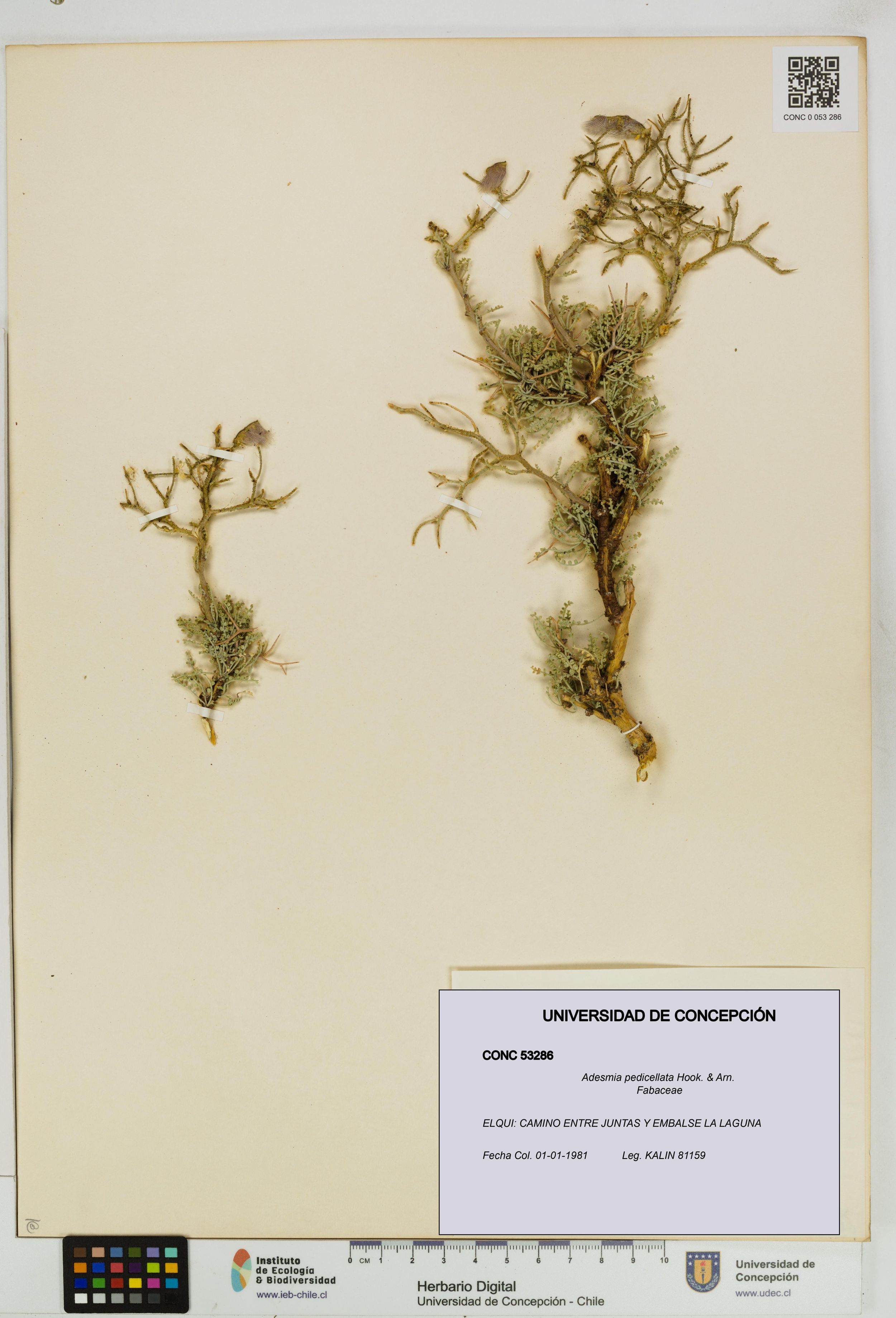 Adesmia pedicellata [Espécimen: ]