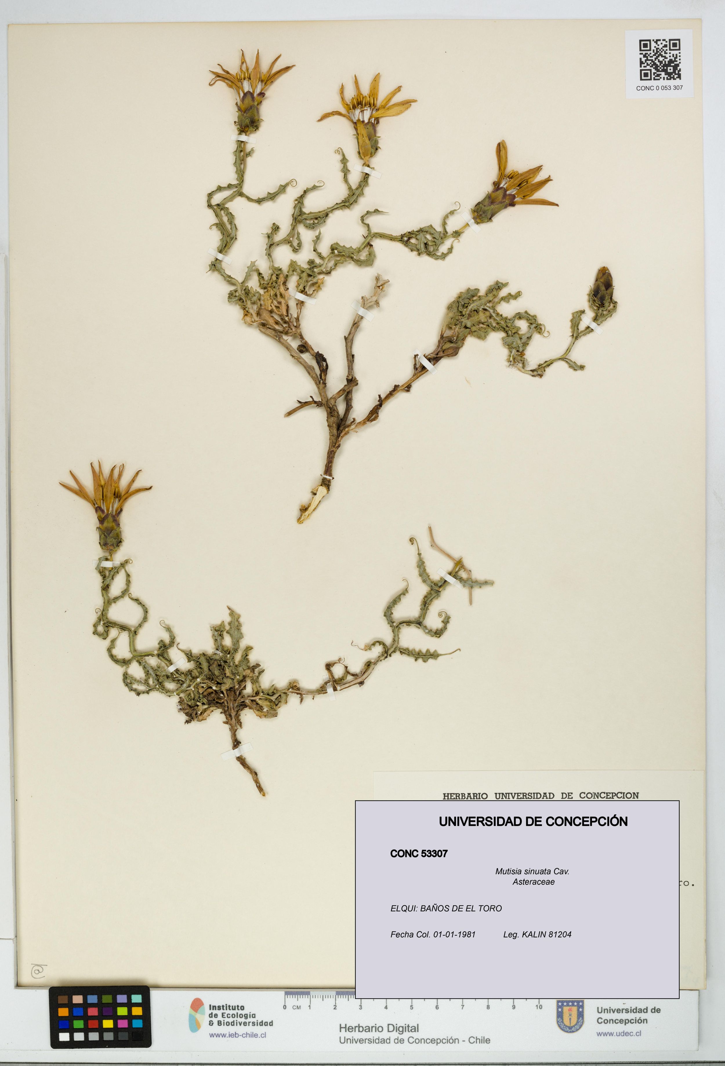 Mutisia sinuata [Espécimen: ]