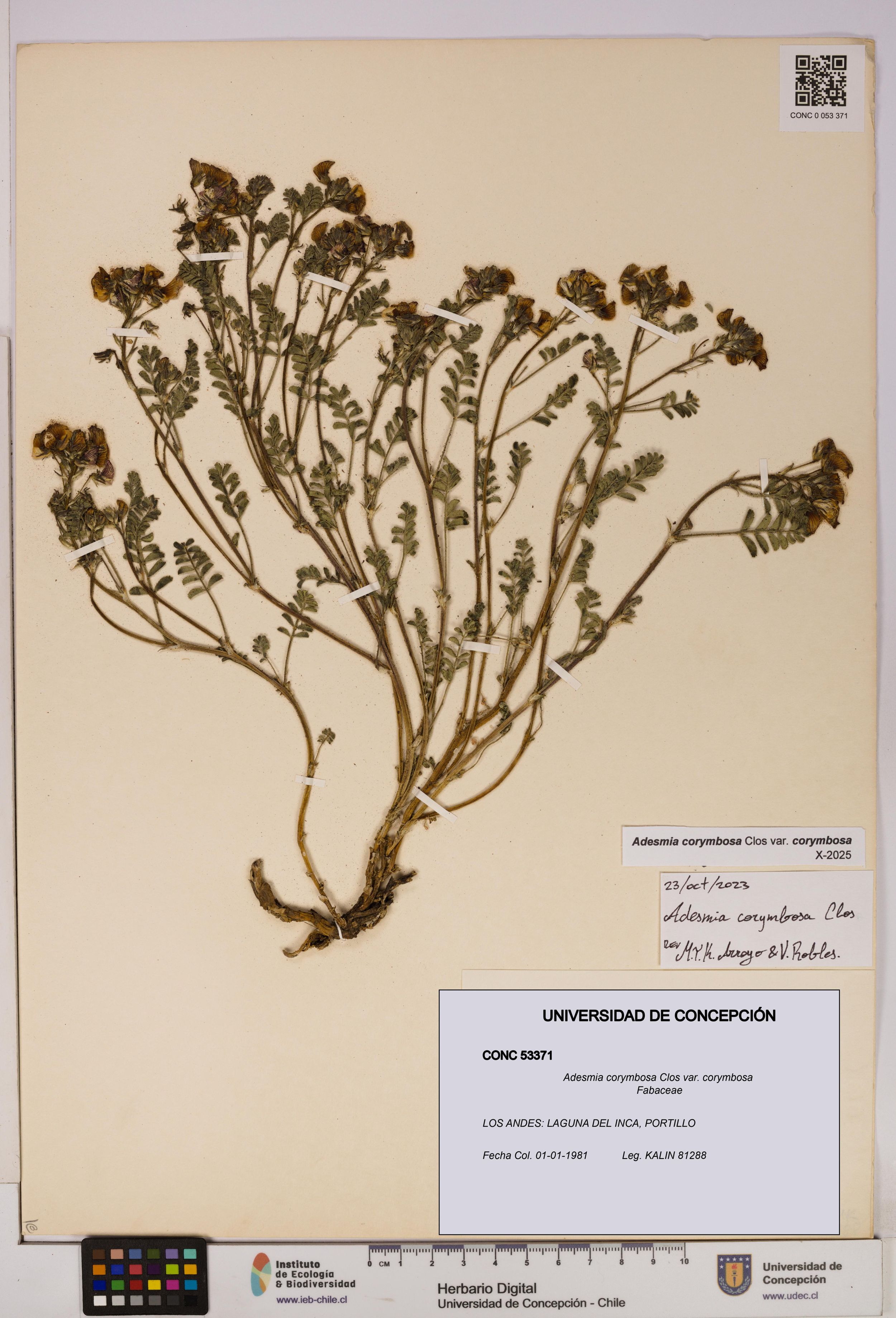 Adesmia corymbosa var. corymbosa [Espécimen: ]