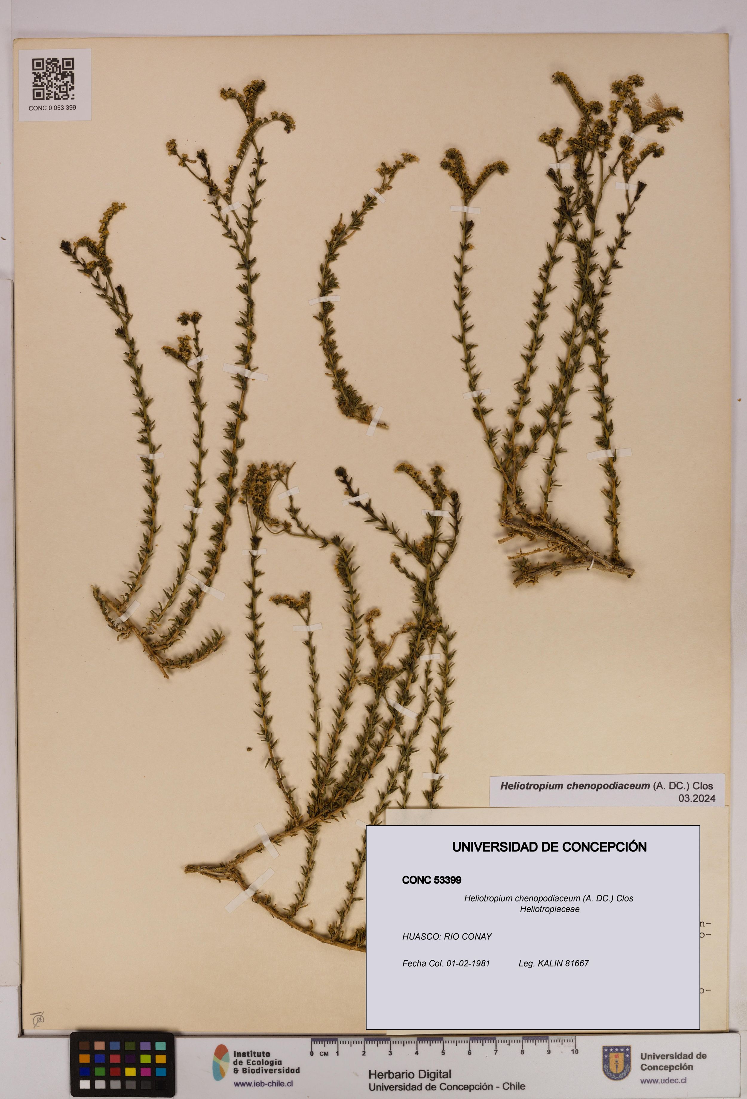 Heliotropium chenopodiaceum [Espécimen: ]