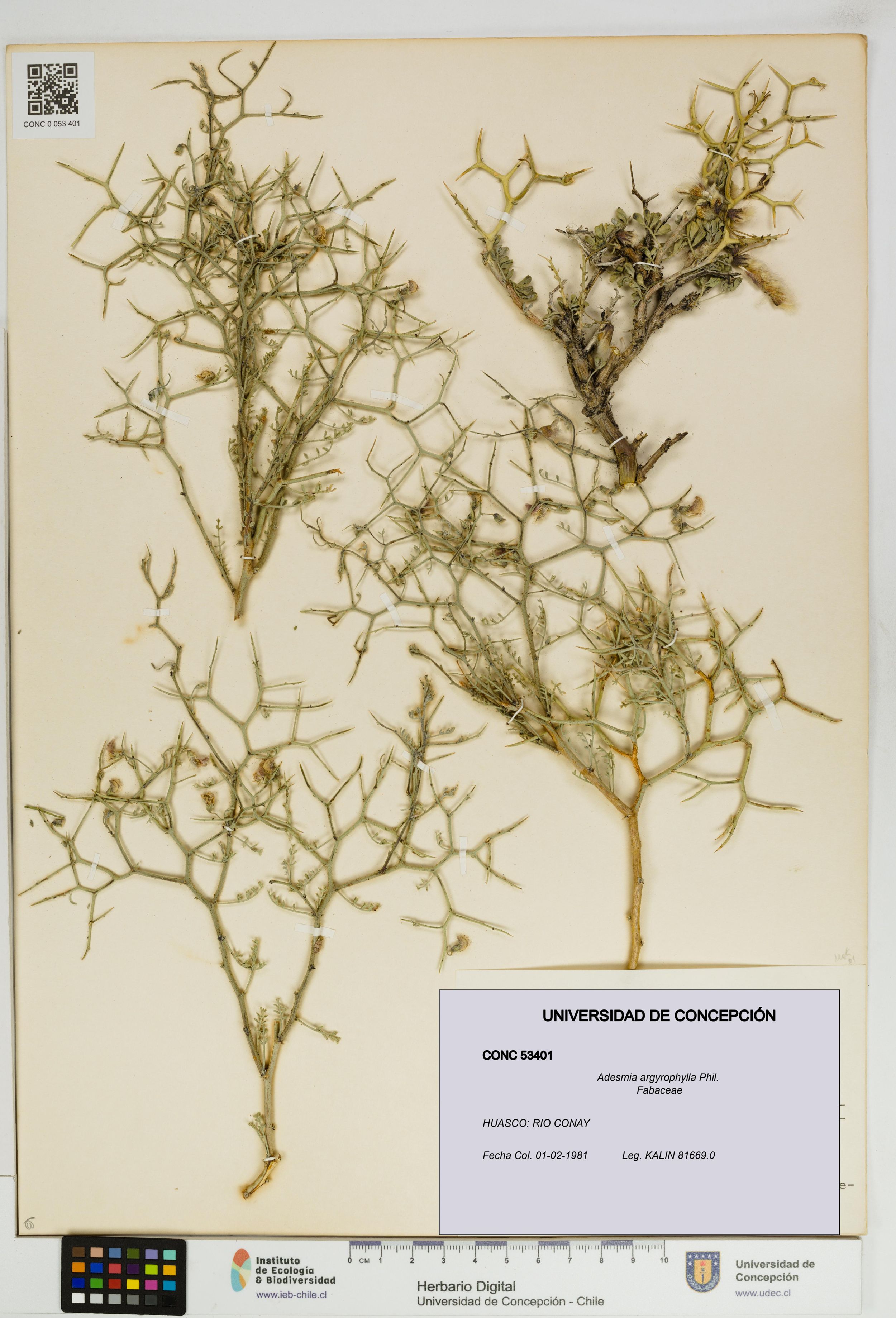 Adesmia argyrophylla [Espécimen: ]
