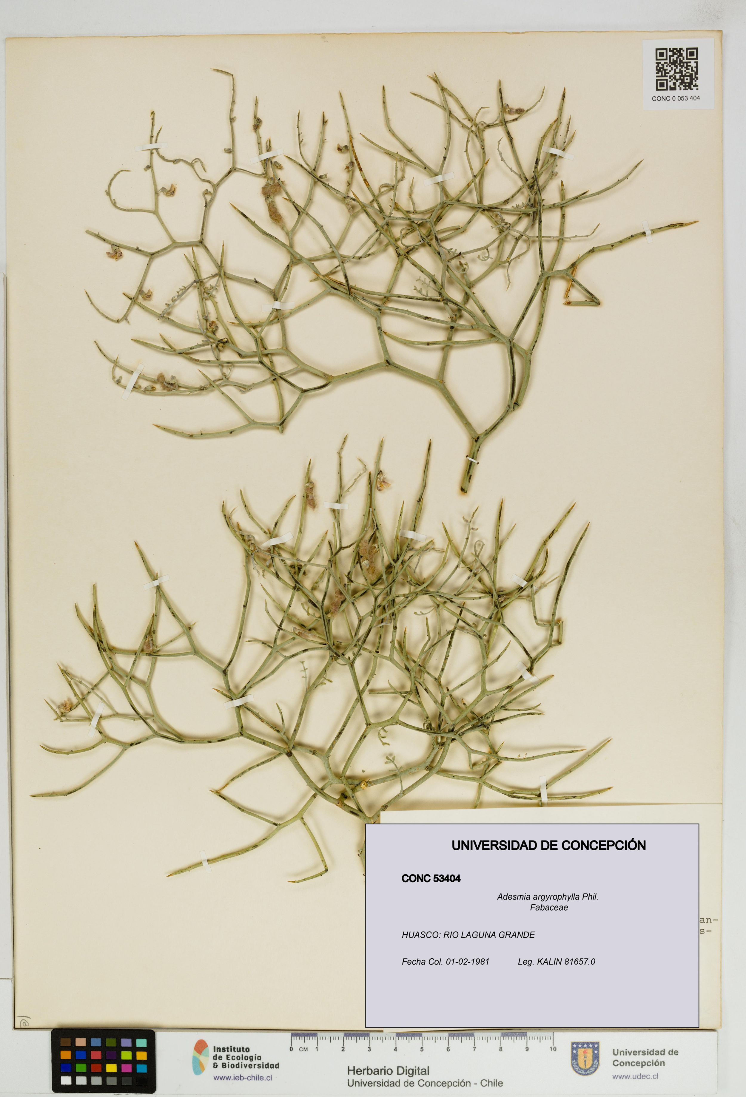 Adesmia argyrophylla [Espécimen: ]