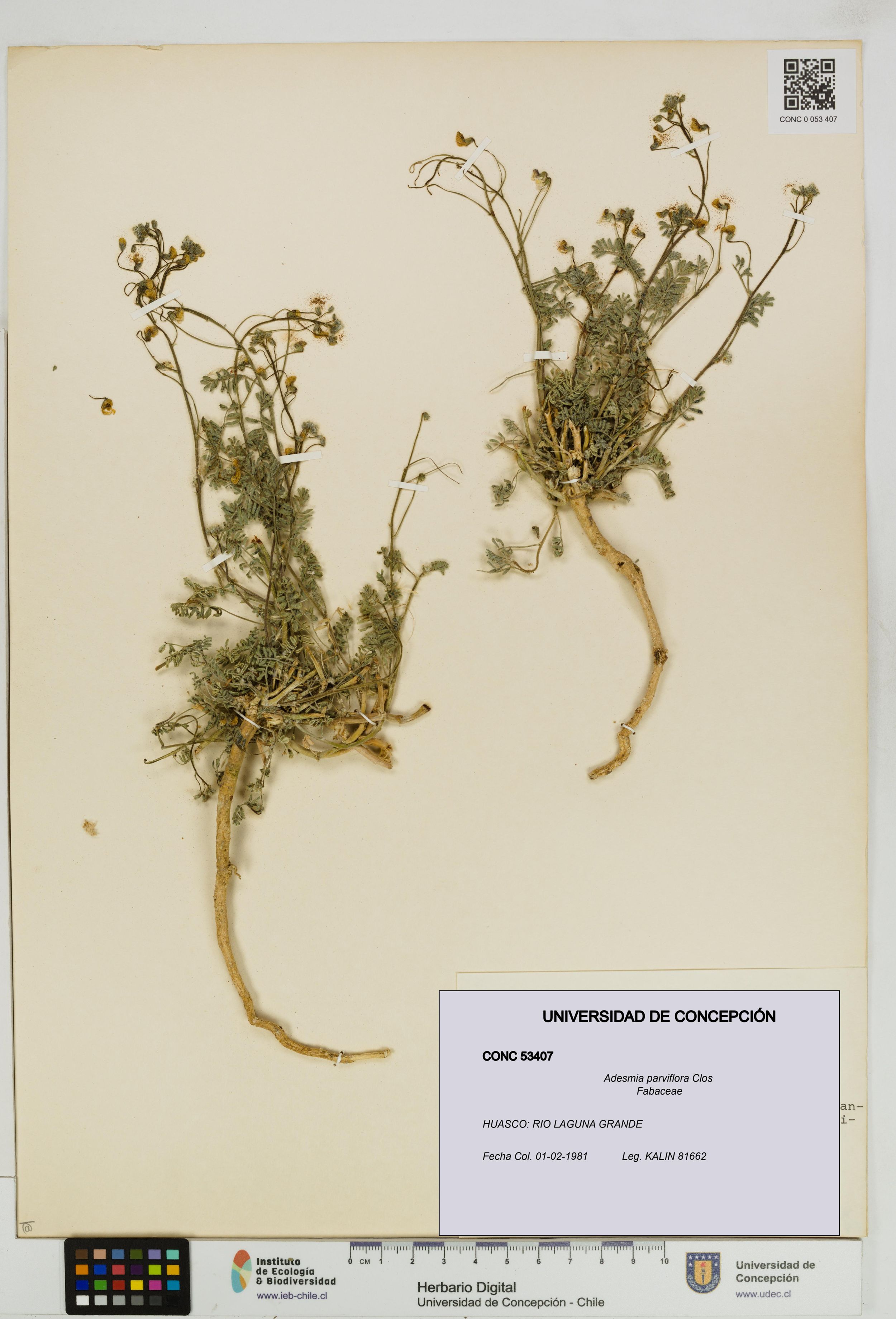 Adesmia parviflora [Espécimen: ]